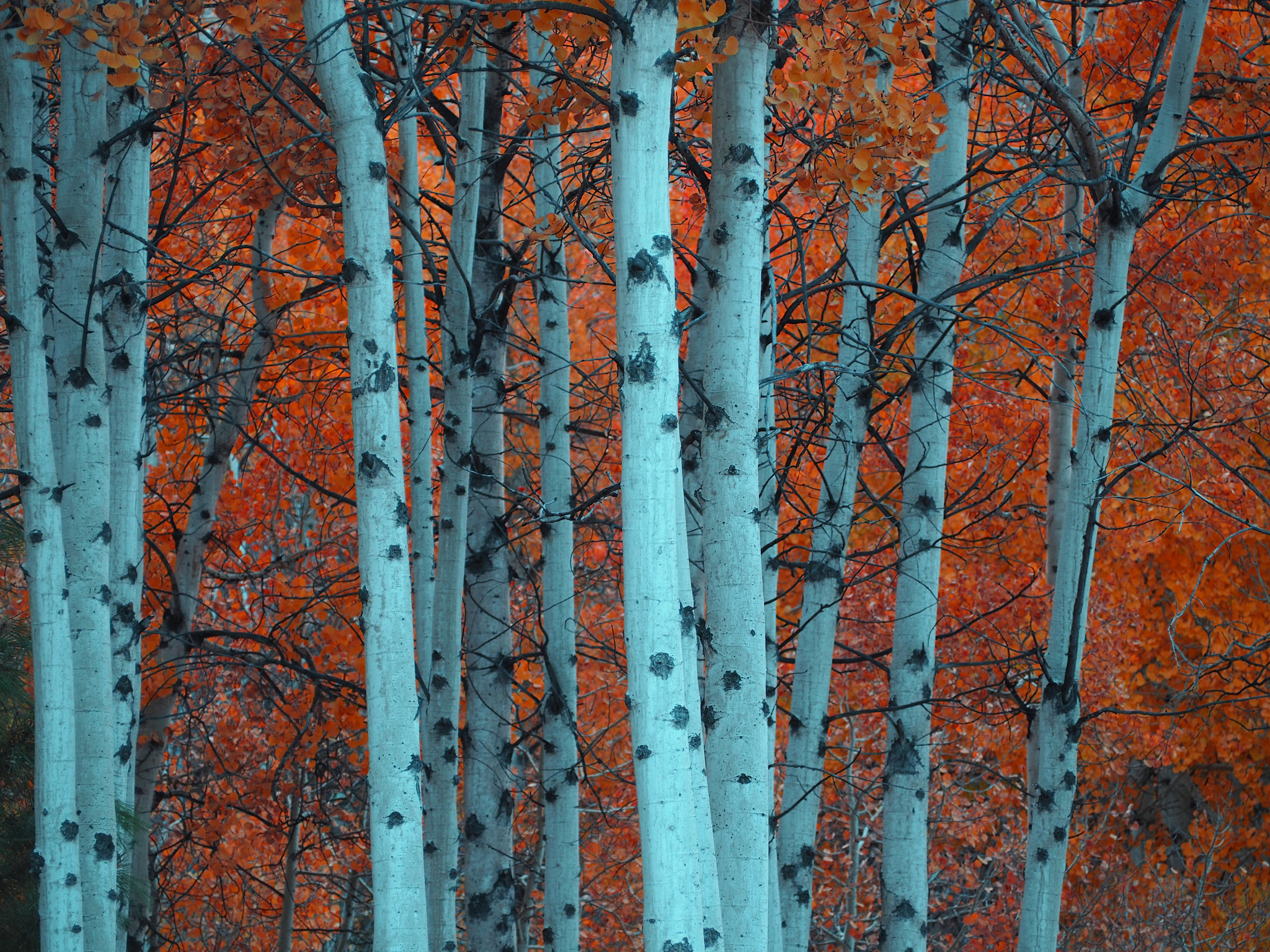 Olympus OM-D E-M5 II sample photo. Group of trees photography