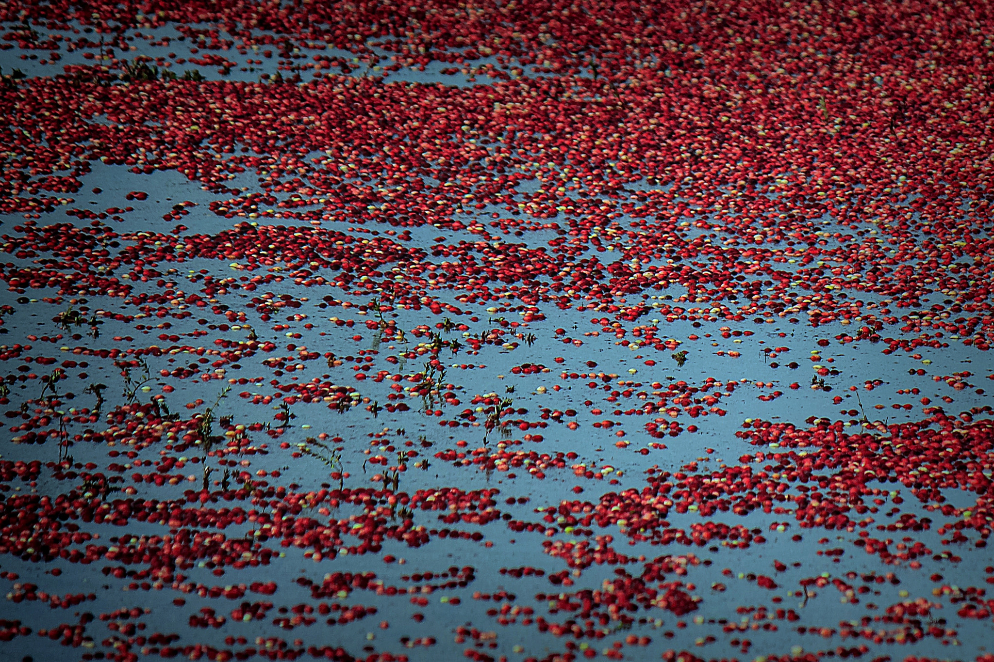 Canon EF-S 55-250mm F4-5.6 IS II sample photo. Canneberges photography