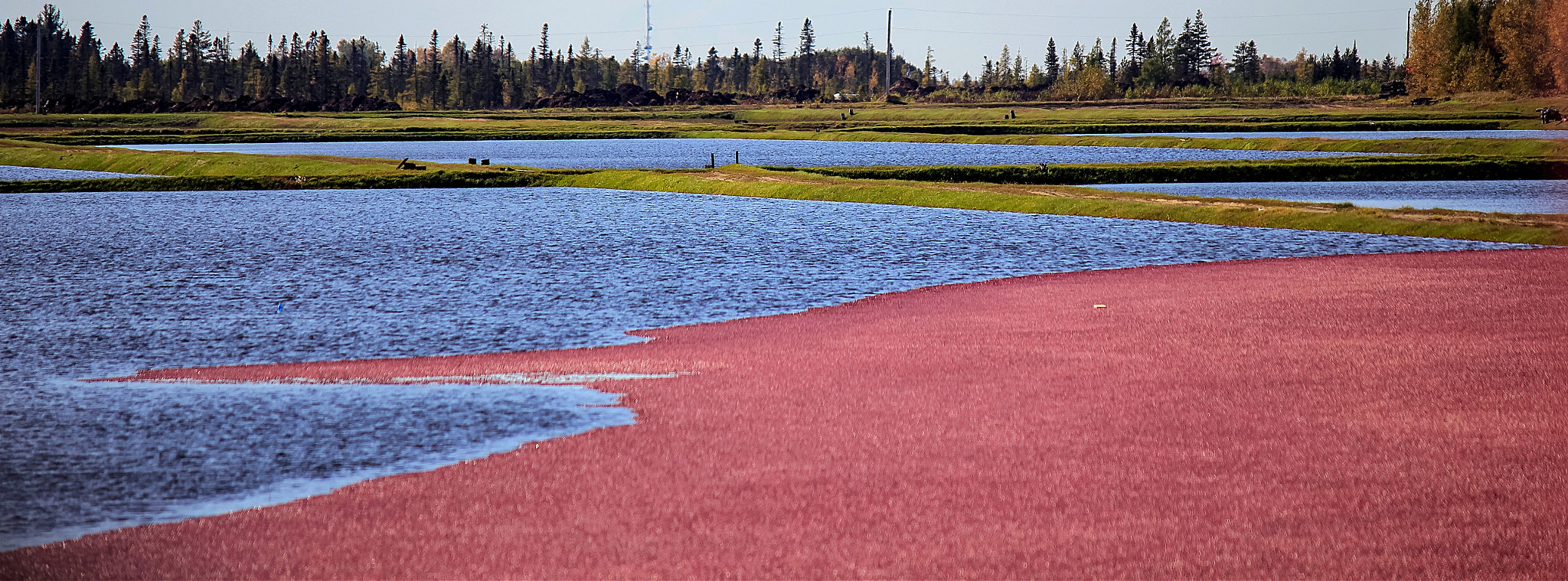 Canon EF-S 55-250mm F4-5.6 IS II sample photo. Cranberry photography