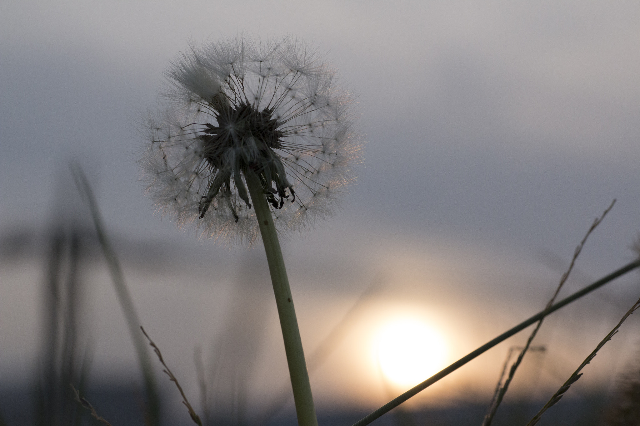 Sigma 50mm f/1.4 EX DG HSM + 1.4x sample photo. Moment of sadness photography