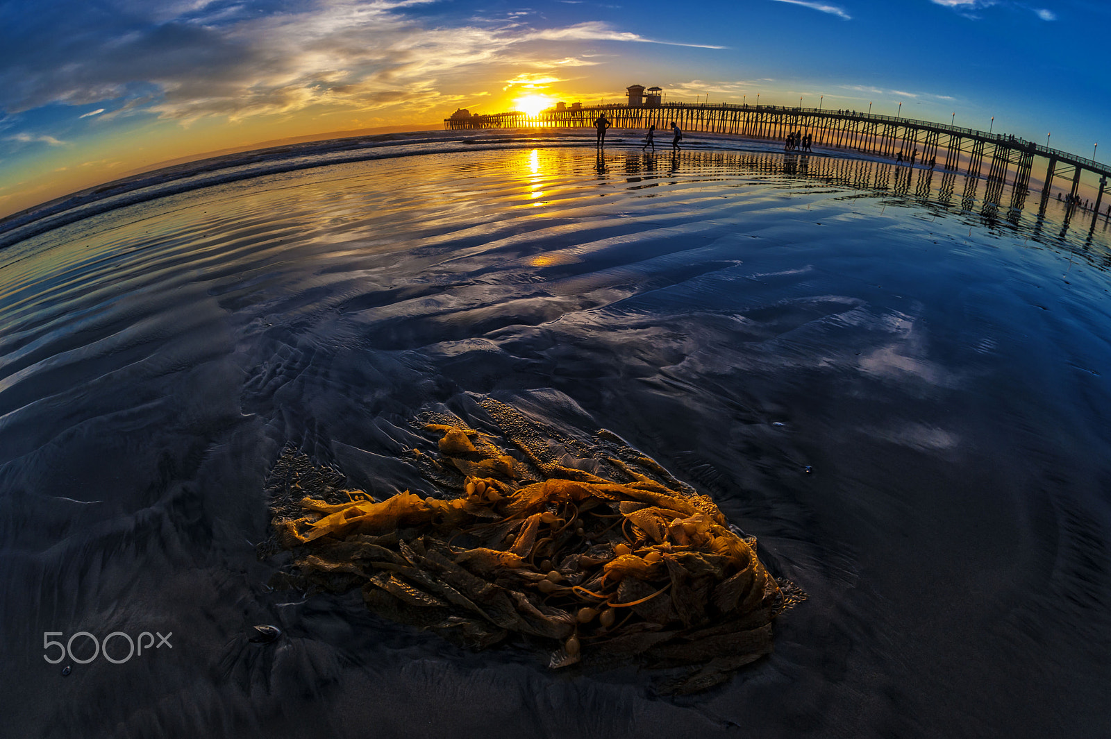 Nikon D700 + Sigma 15mm F2.8 EX DG Diagonal Fisheye sample photo. Seaweed at sunset at oceanside - october 16, 2016 photography