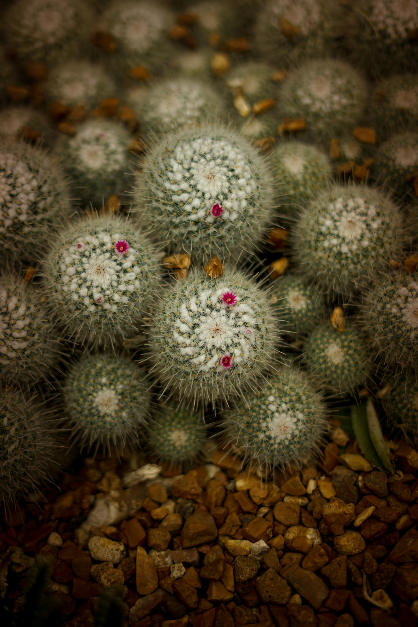 Sony a7R II + Sony FE 50mm F1.8 sample photo. Flowers on the barrel cactus! photography