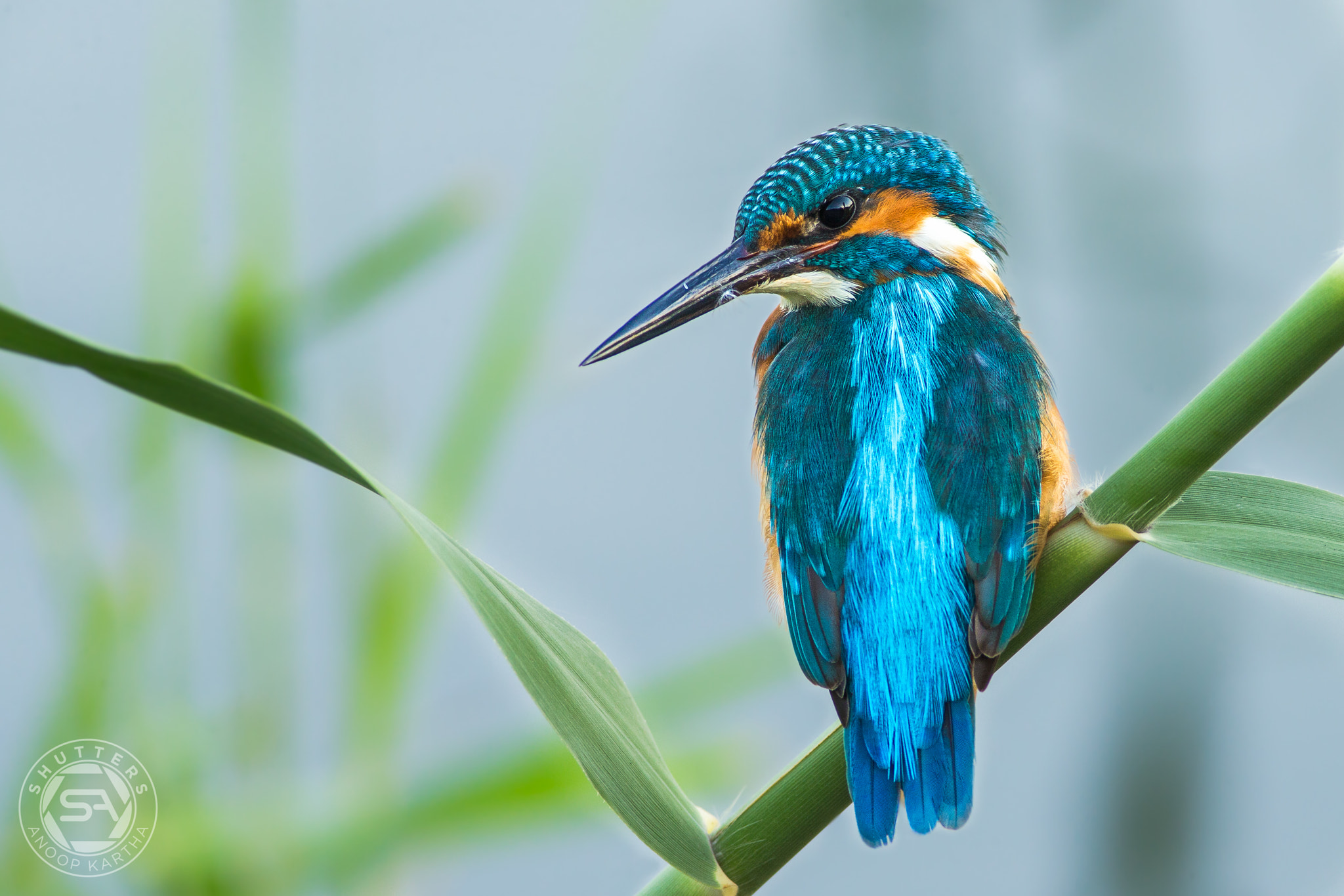 Canon EF 400mm F5.6L USM sample photo. Common kingfisher photography