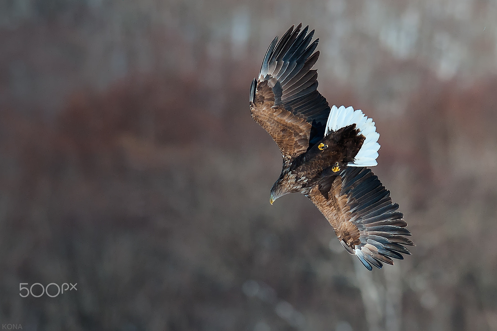 Nikon AF-S Nikkor 400mm F2.8G ED VR II sample photo. 30376685305.  ojirowasi photography