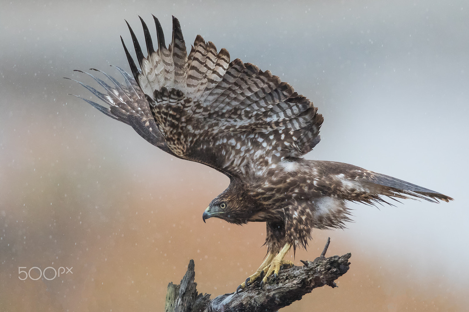 Canon EF 600mm F4L IS II USM sample photo. Stretching in the rain photography