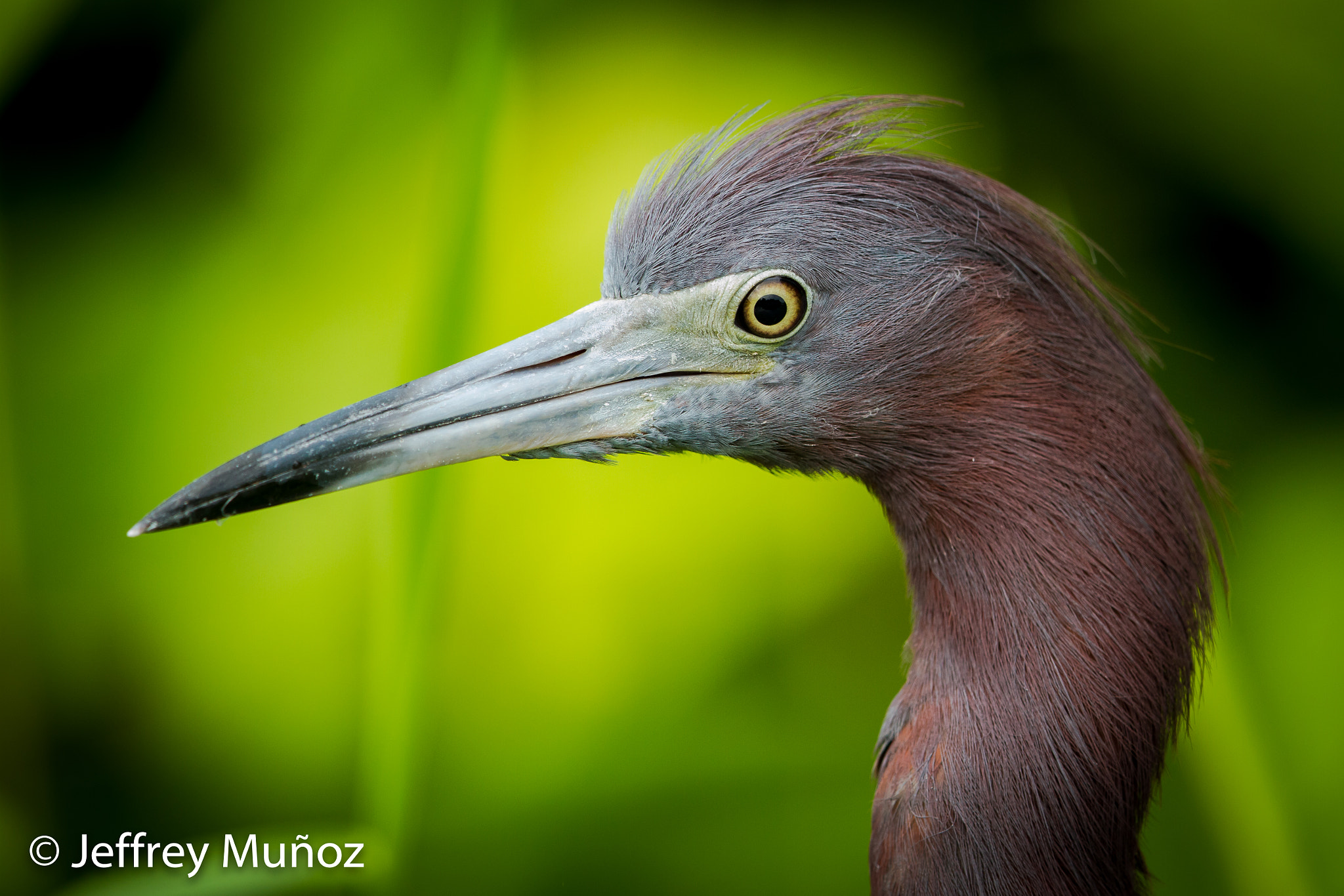 Canon EOS 7D + Canon EF 500mm F4L IS II USM sample photo. Little-blue heron photography