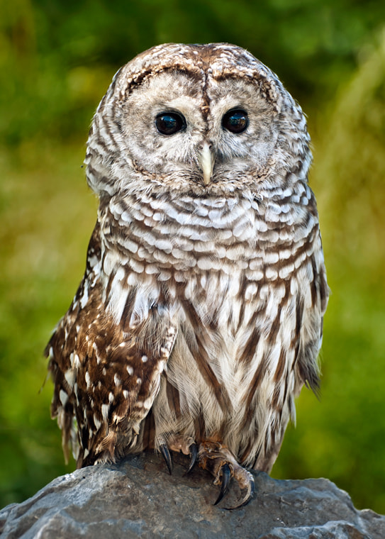 Nikon D200 sample photo. Barred owl photography