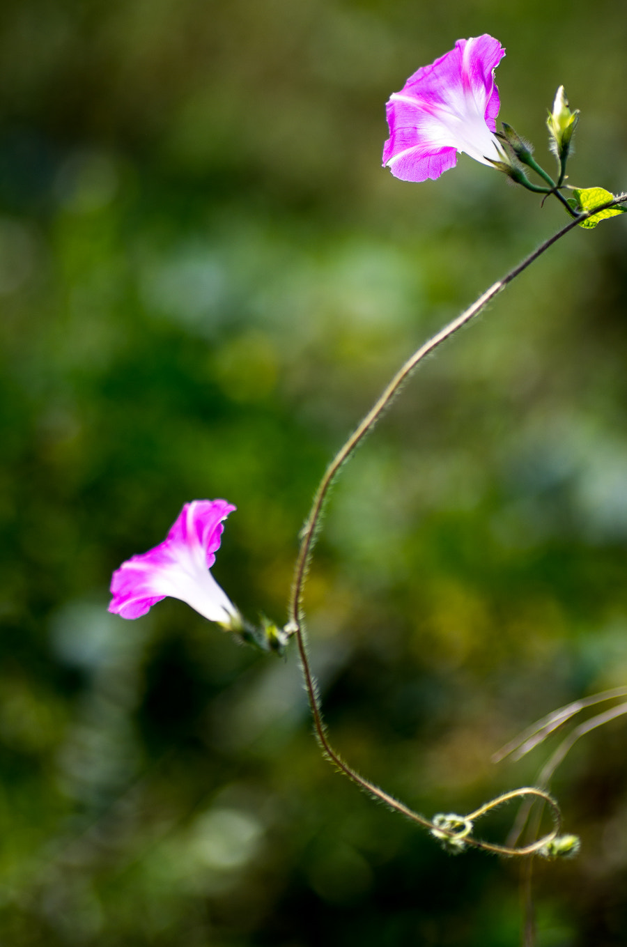 Tamron SP AF 90mm F2.8 Di Macro sample photo