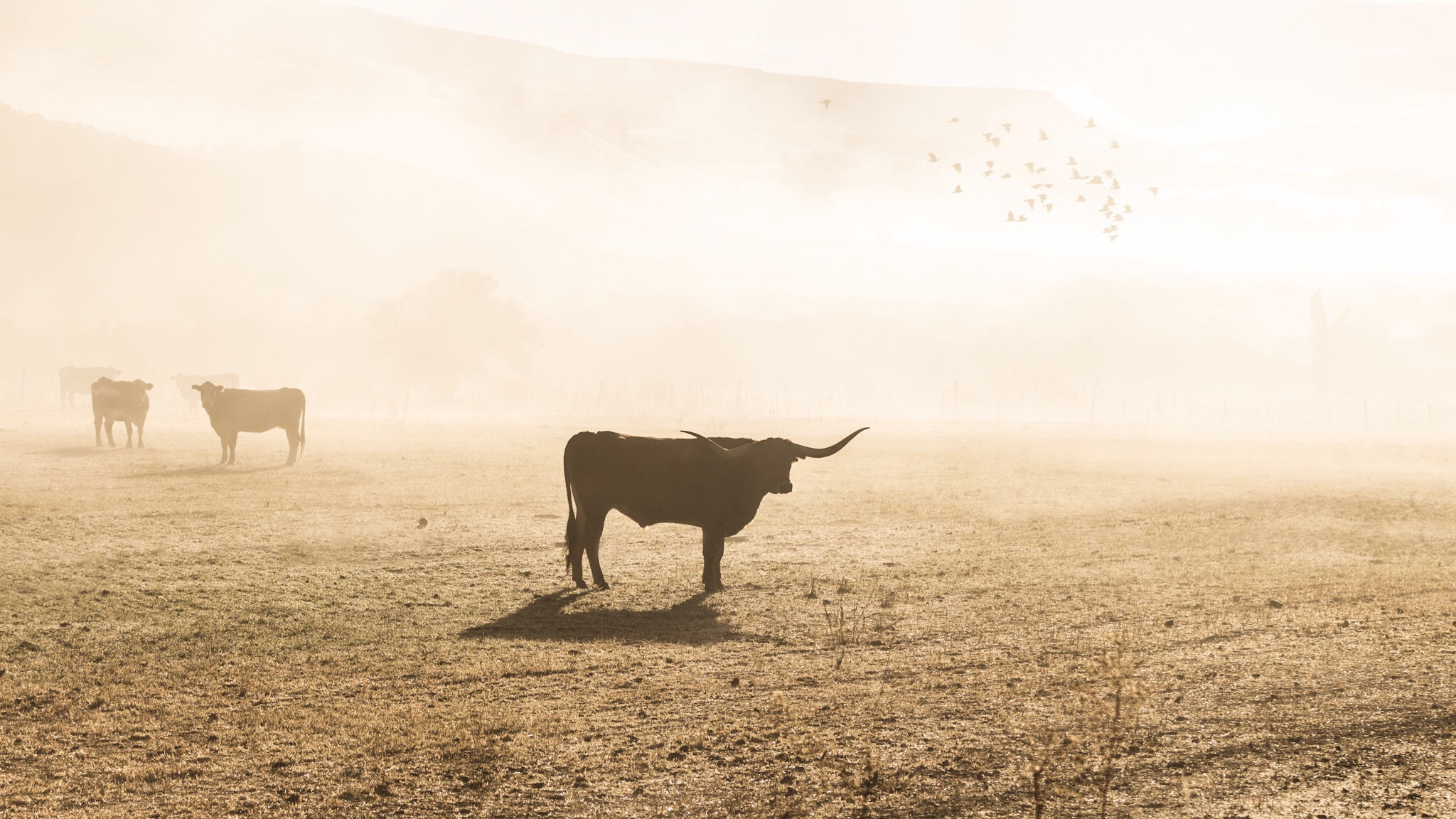 Canon EOS 650D (EOS Rebel T4i / EOS Kiss X6i) sample photo. Longhorn photography