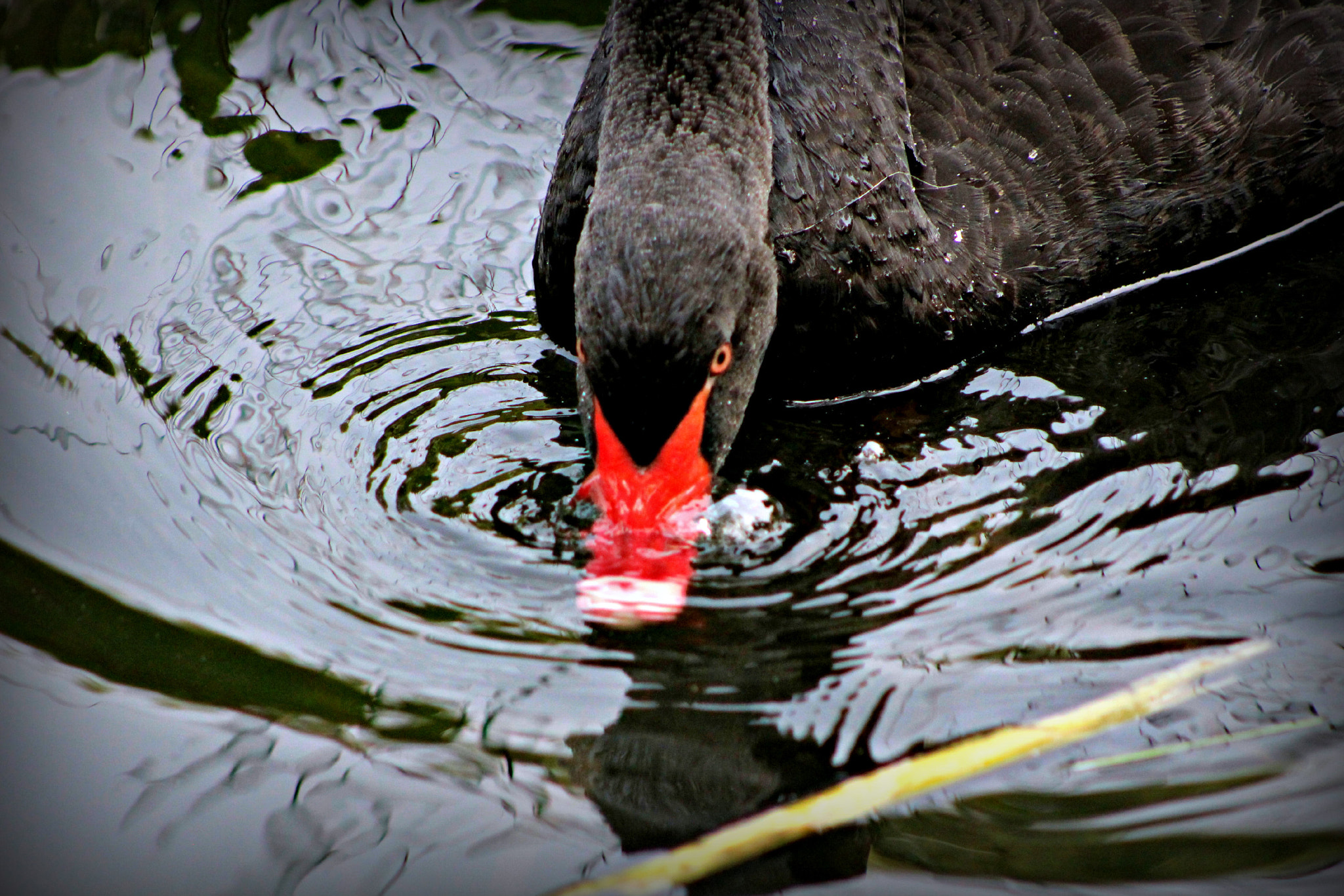 Canon EOS 100D (EOS Rebel SL1 / EOS Kiss X7) + EF75-300mm f/4-5.6 sample photo. Splashing for lunch photography