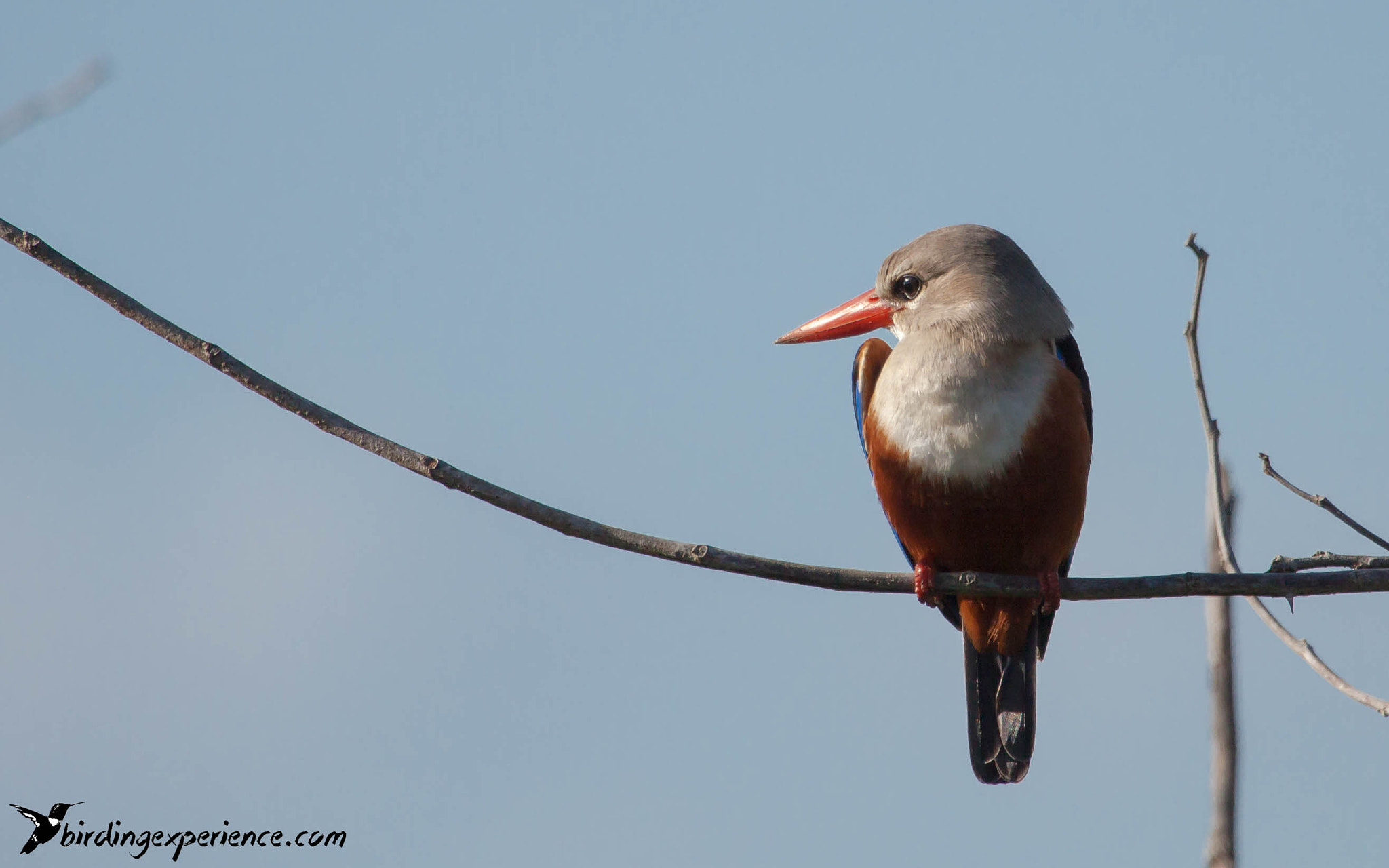 Canon EF 100-400mm F4.5-5.6L IS USM sample photo. Grey-headed kingfisher (halcyon leucocephala) in mozambique. photography