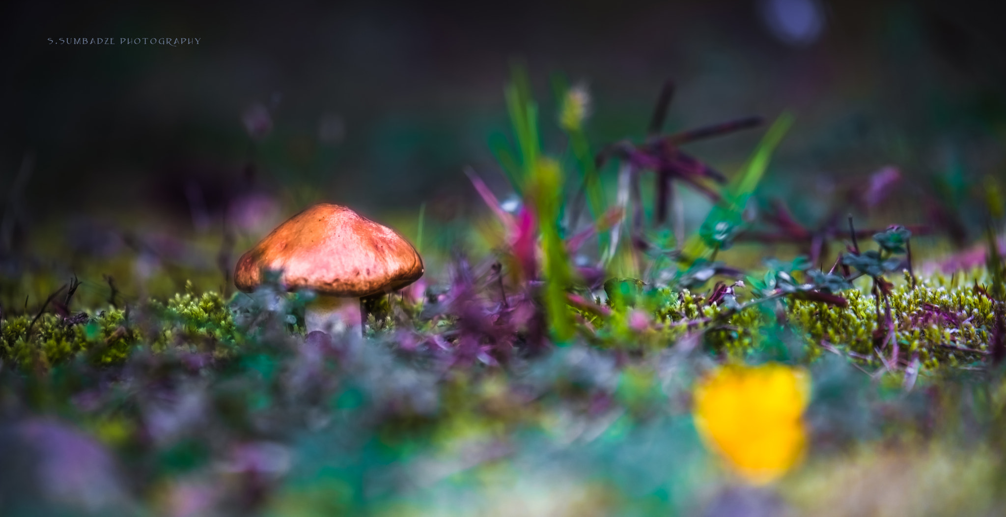 Canon EOS-1Ds Mark III sample photo. Mushrooms photography