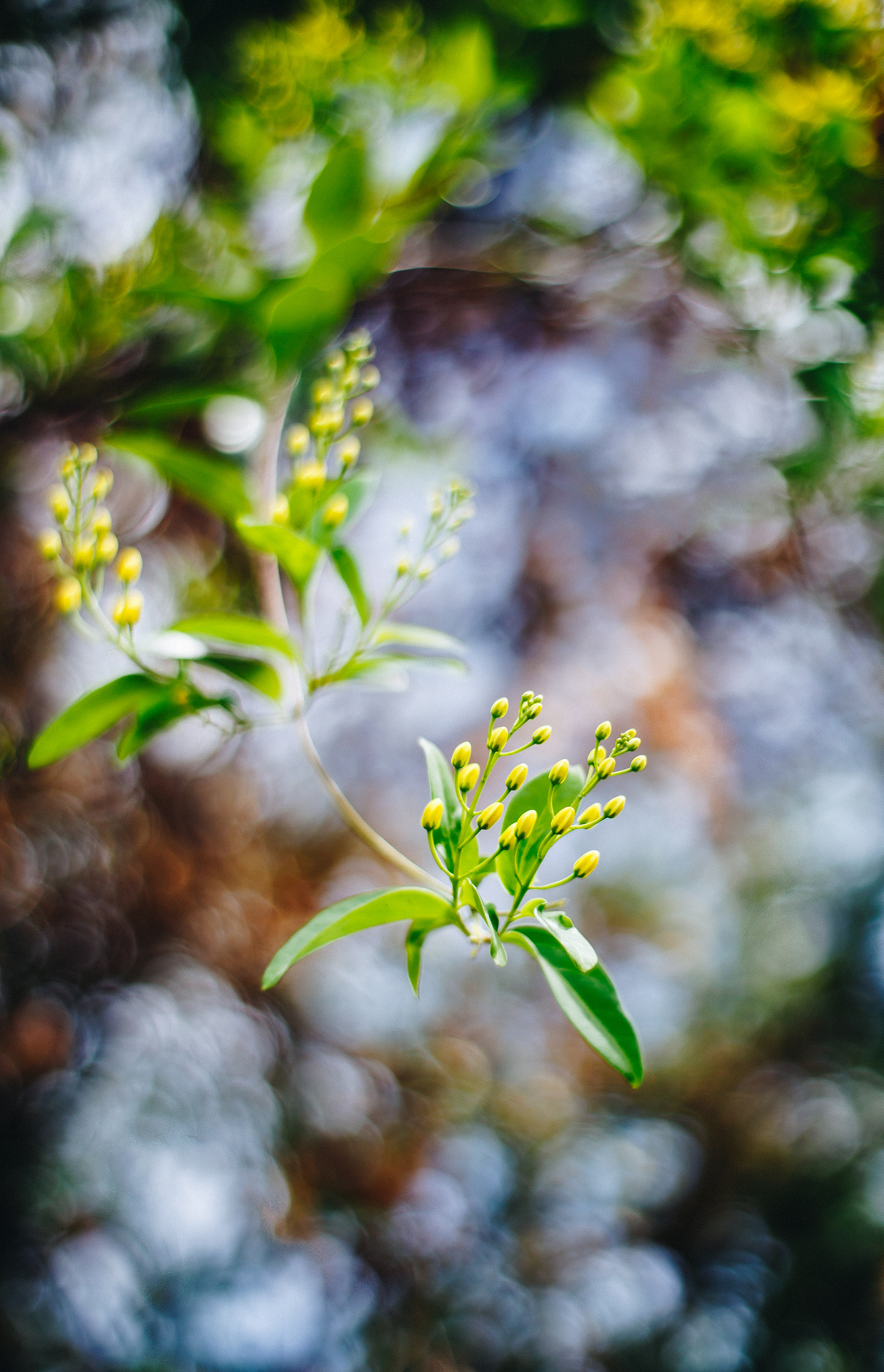 ZEISS Planar T* 50mm F1.4 sample photo. Flower photography