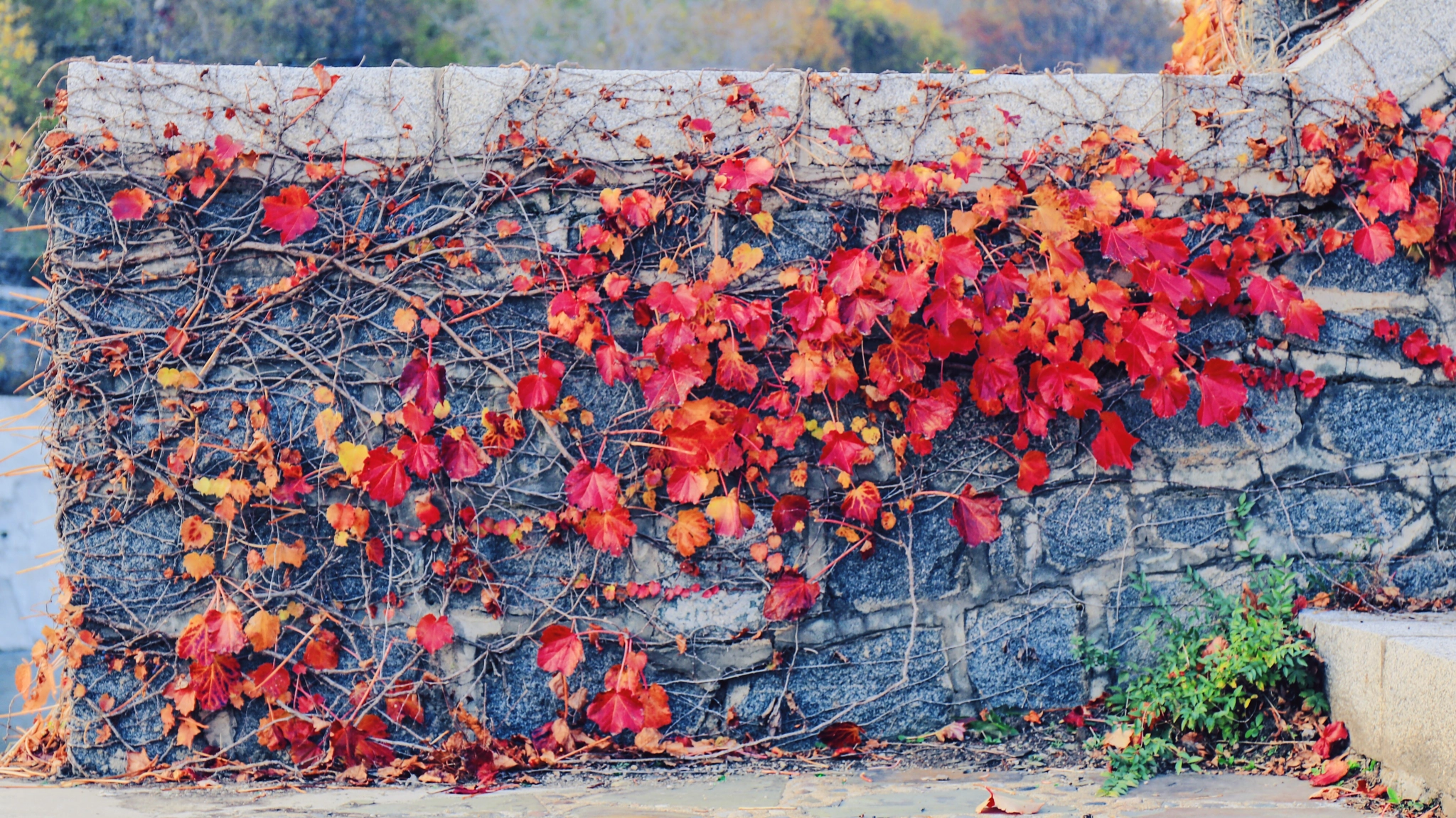 Canon EF 24-70mm F4L IS USM sample photo. 自然秋幕 photography