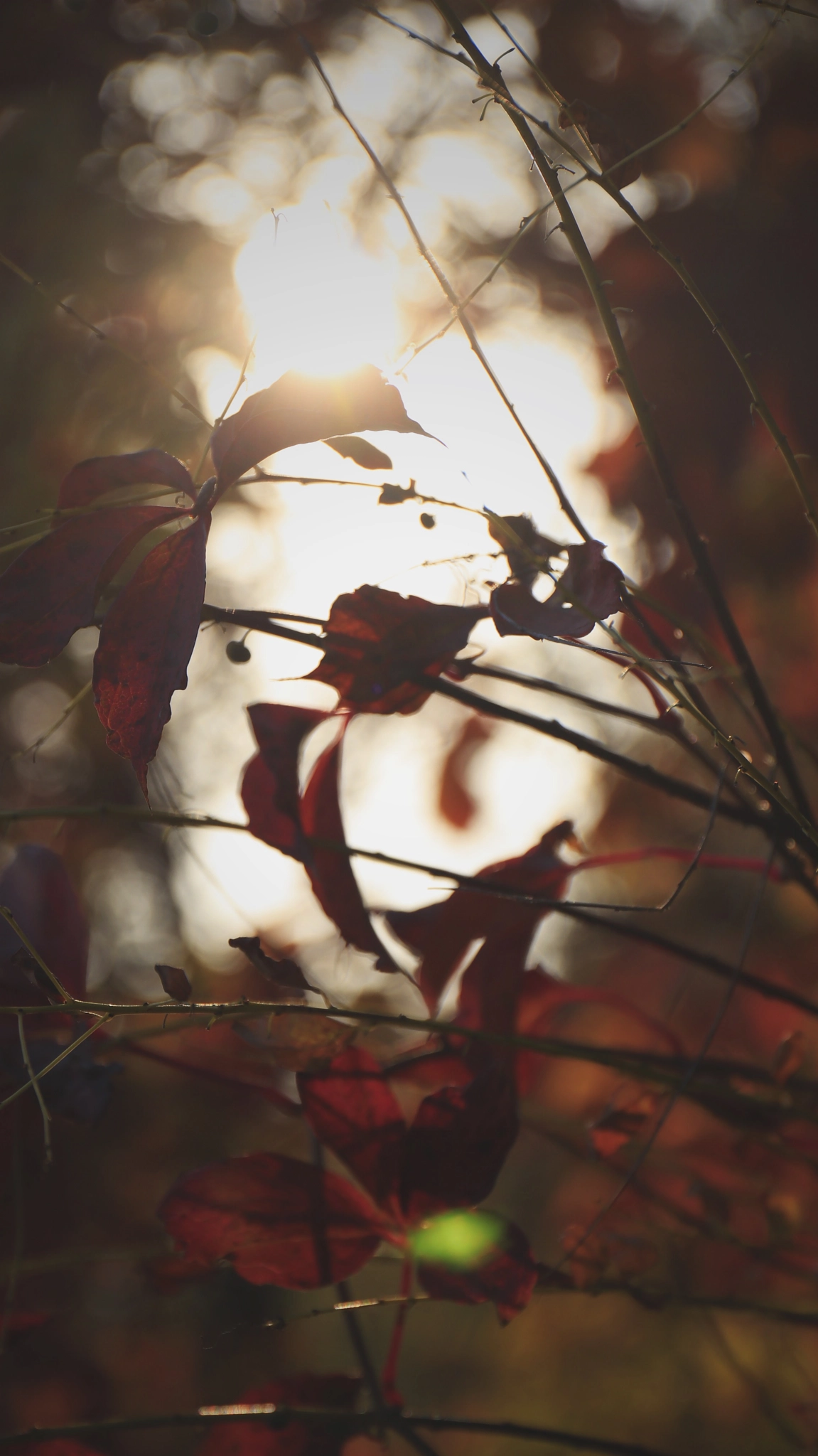 Canon EF 24-70mm F4L IS USM sample photo. 回忆之秋 photography