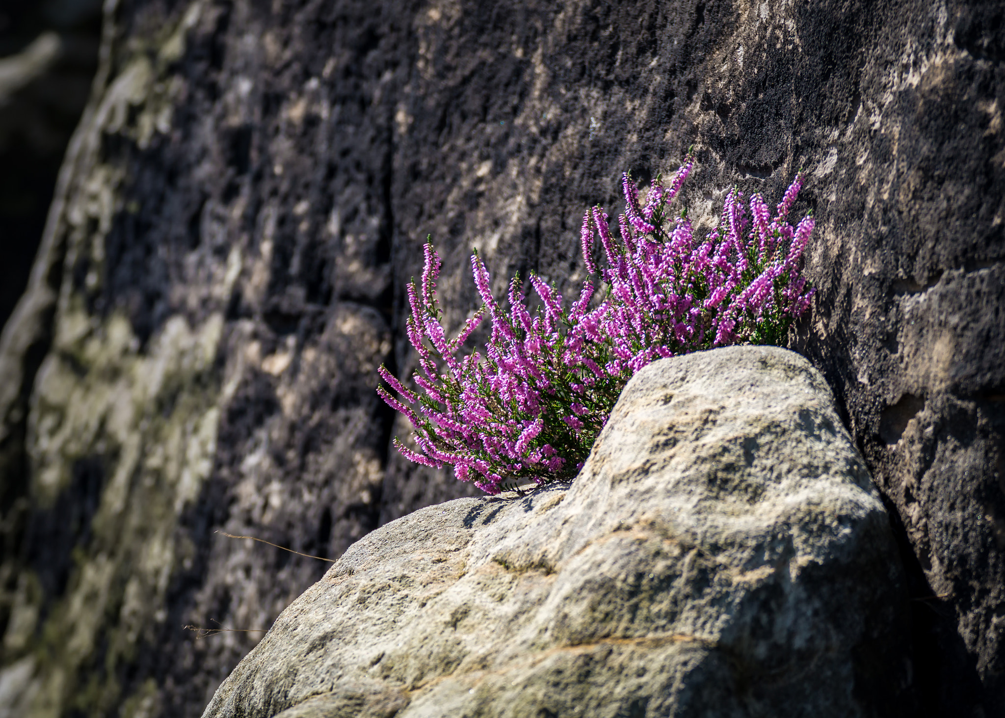 Tamron SP 70-300mm F4-5.6 Di USD sample photo. Heidekraut photography