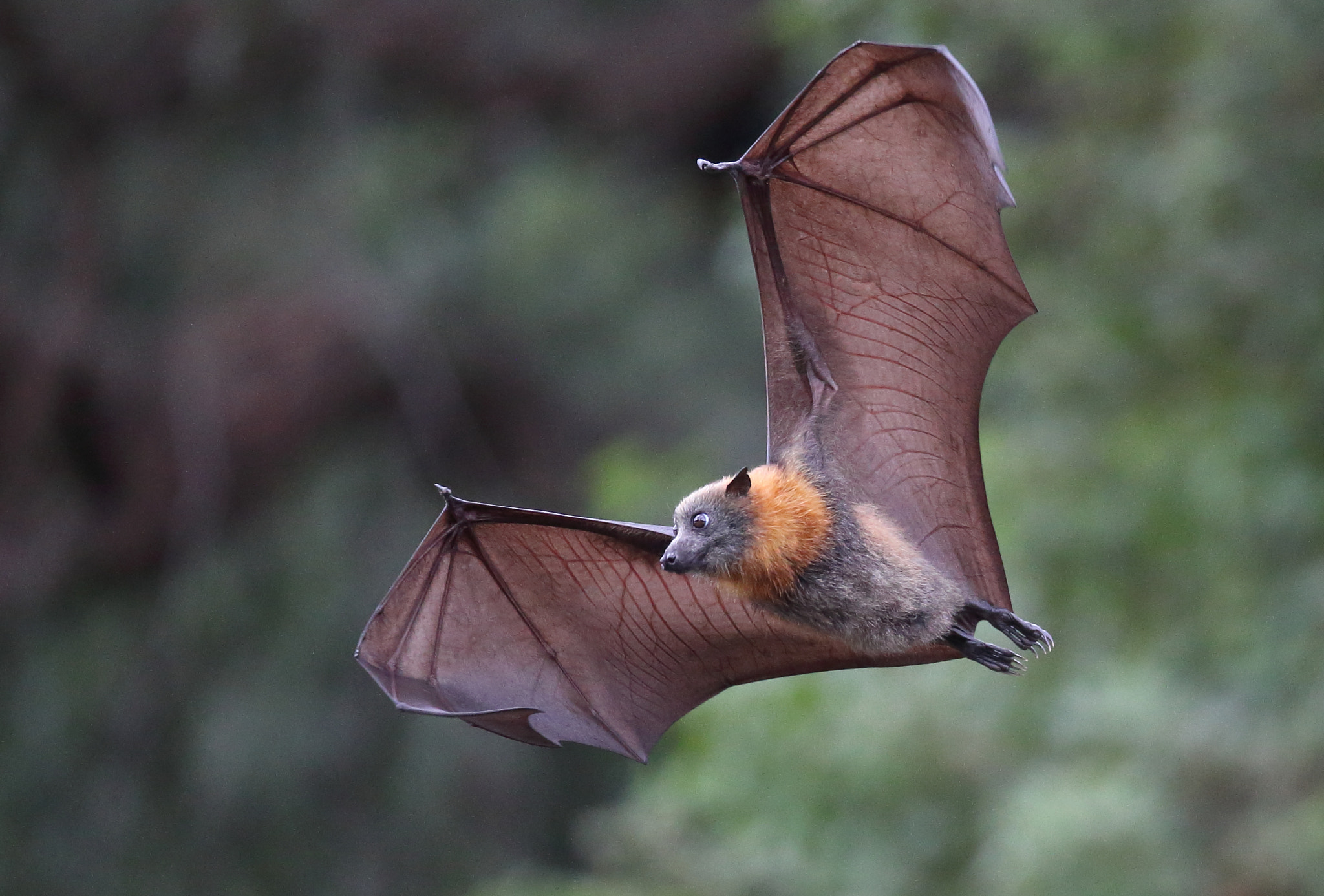Canon EOS-1D X + Canon EF 200-400mm F4L IS USM Extender 1.4x sample photo. Dry flying fox photography