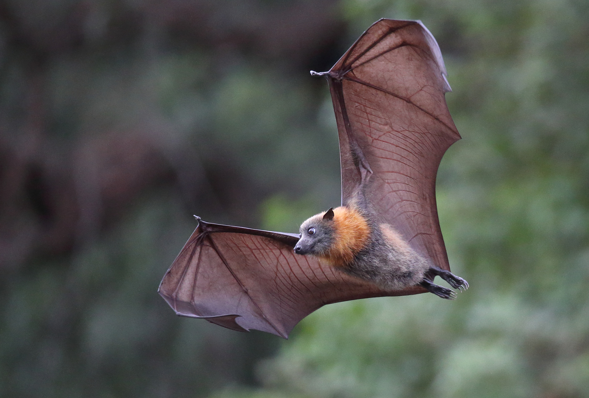 Canon EF 200-400mm F4L IS USM Extender 1.4x sample photo. Dry flying fox photography