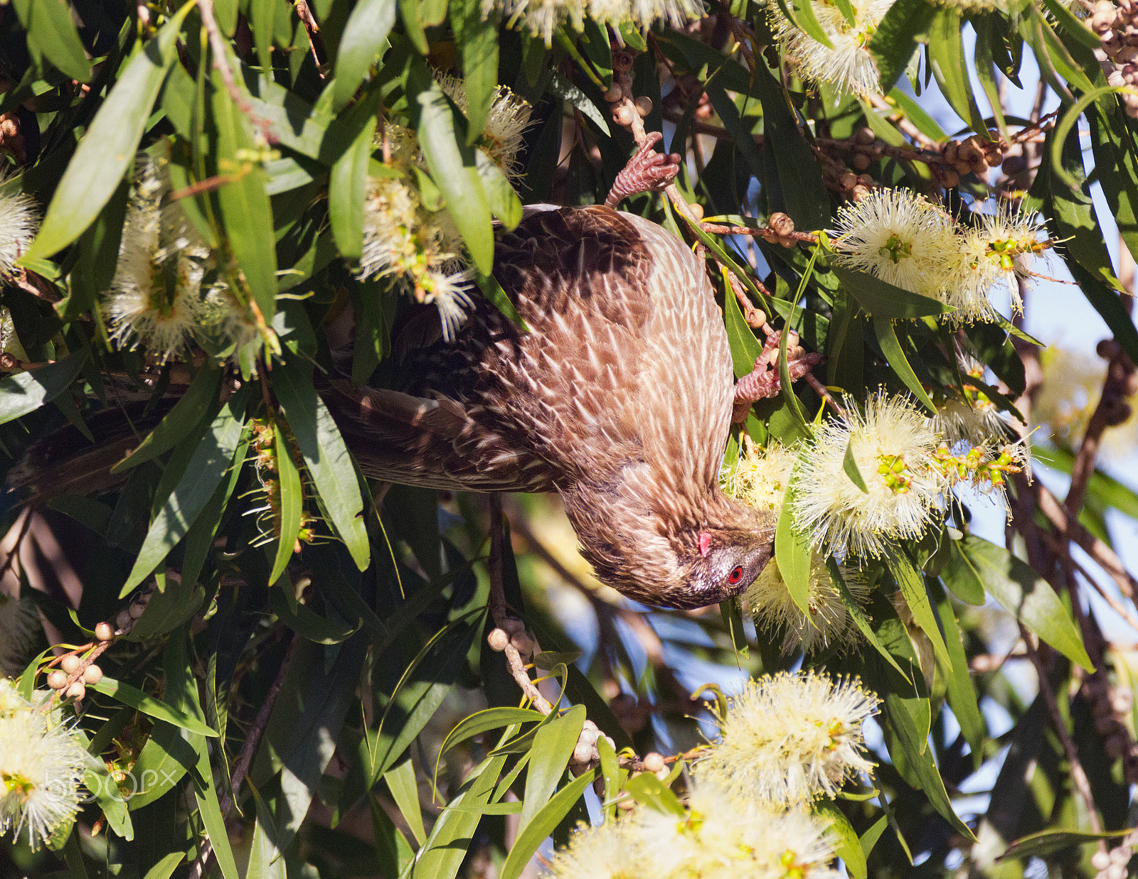 Sigma 150-600mm F5-6.3 DG OS HSM | C sample photo. Wattlebird on the bottlebrush photography