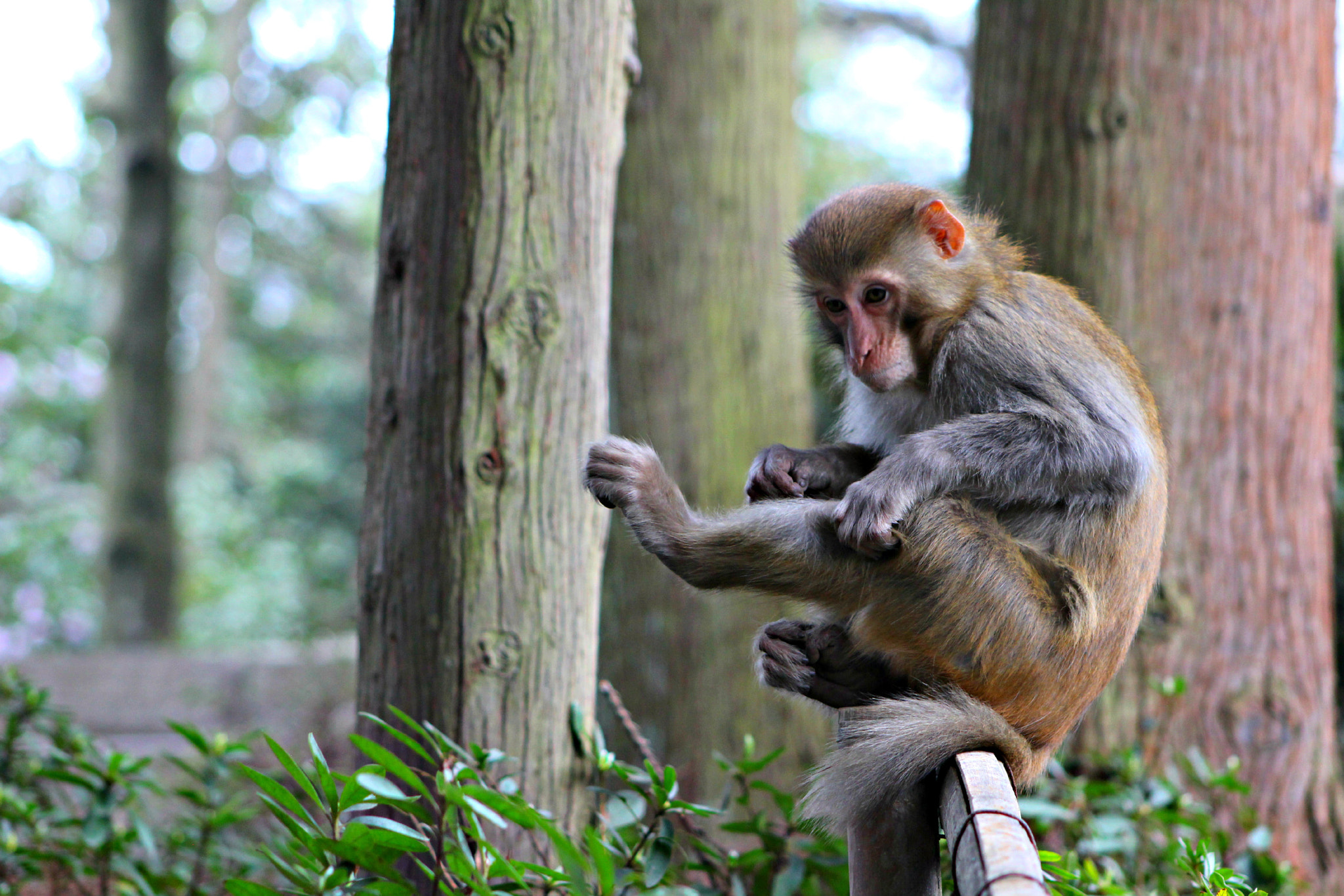 Canon EOS 100D (EOS Rebel SL1 / EOS Kiss X7) + EF75-300mm f/4-5.6 sample photo. Grooming time photography