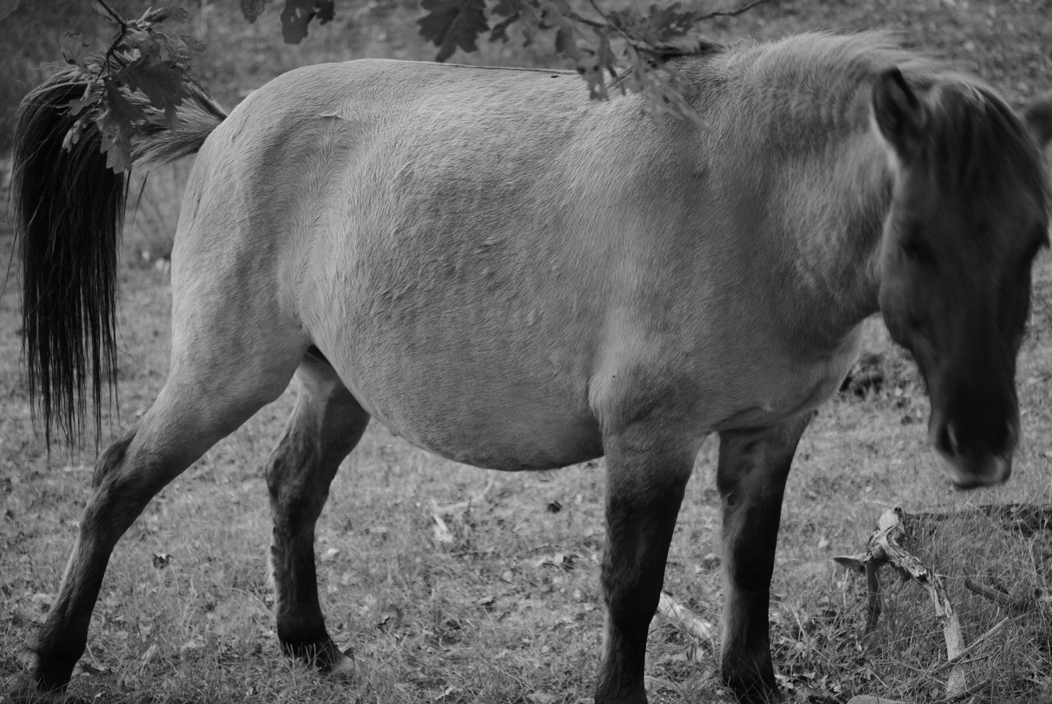 Nikon AF-S Micro-Nikkor 60mm F2.8G ED sample photo. Wild pony photography