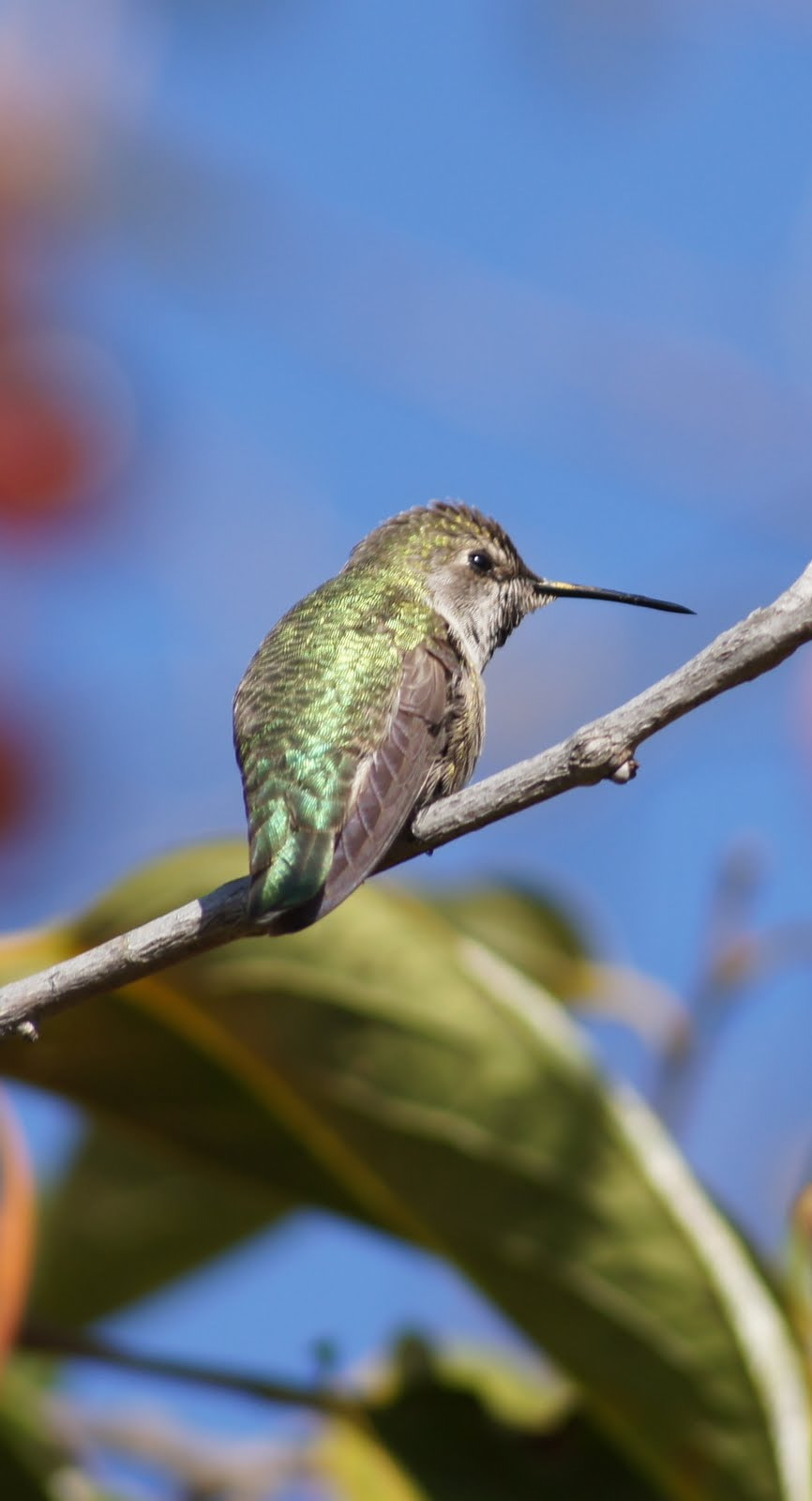 Sony DT 55-200mm F4-5.6 SAM sample photo. Hummingbird resting on a persimmon tree photography