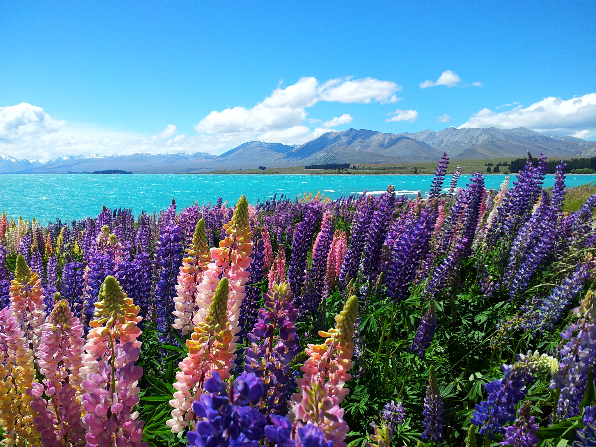 Samsung Galaxy S2 Plus sample photo. Lupins blossom in the summer @lake tekapo, new zealand photography