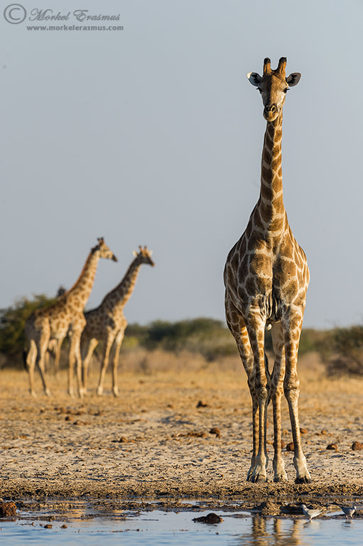 Nikon D3S + Nikon AF-S Nikkor 500mm F4G ED VR sample photo. Three long necks photography