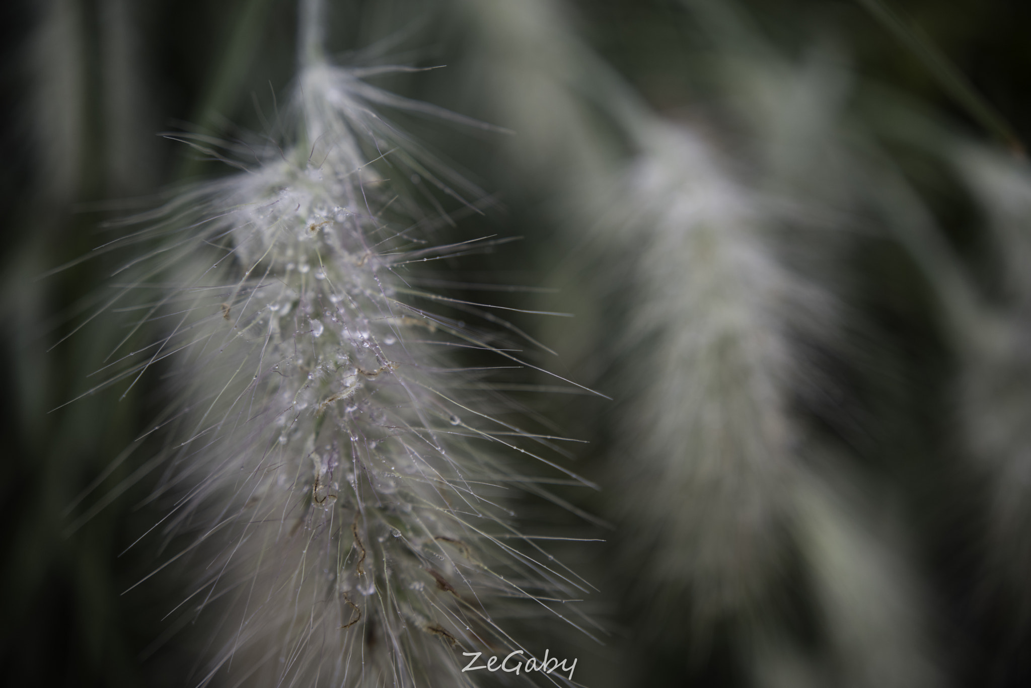 Pentax K-1 + Sigma 18-35mm F1.8 DC HSM Art sample photo. Droplet plant photography