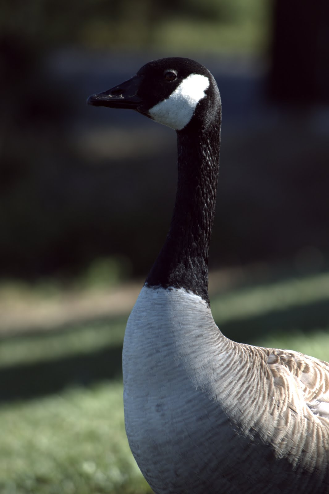 Sony SLT-A55 (SLT-A55V) sample photo. Canadian goose photography