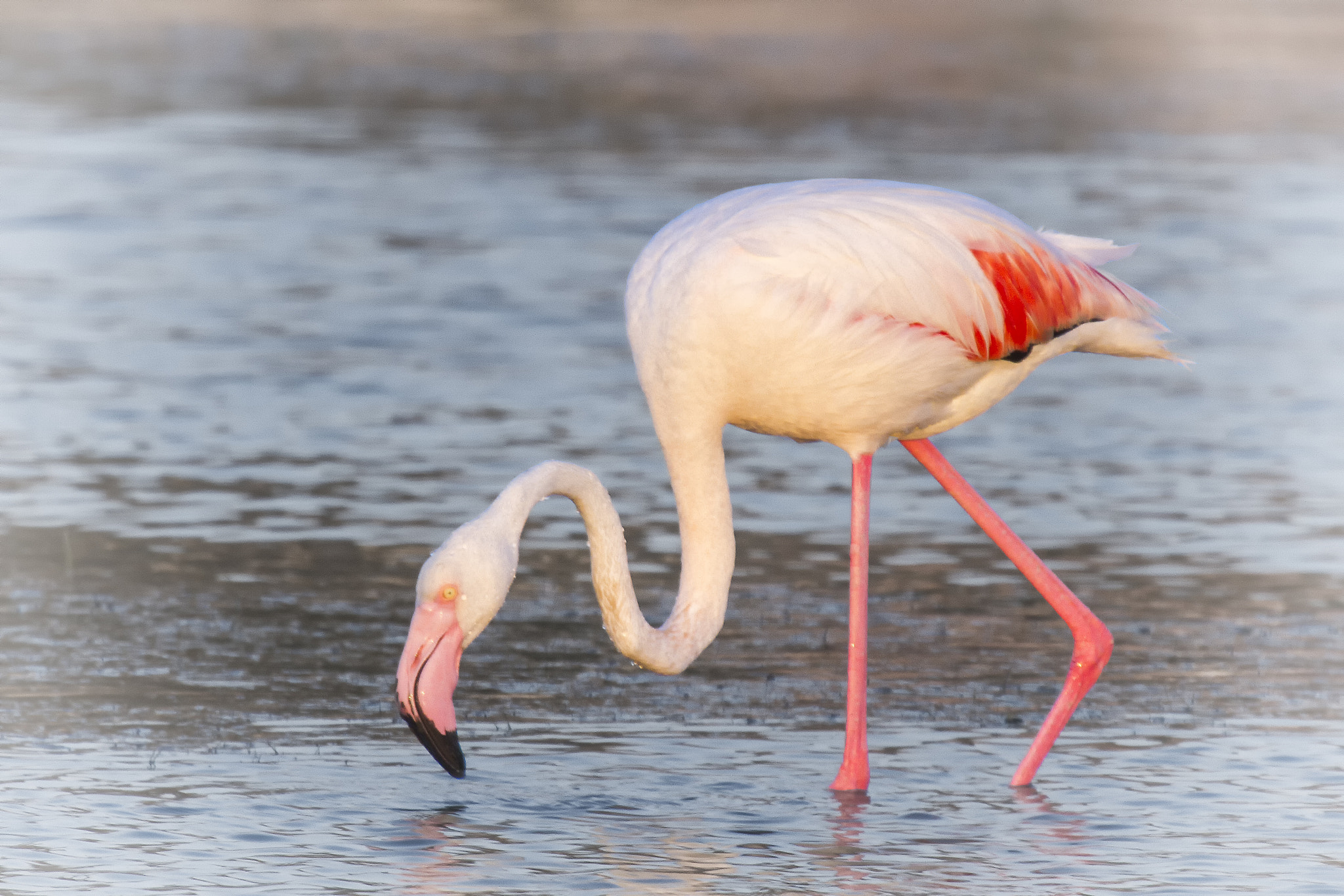 Canon EF 100-400mm F4.5-5.6L IS USM sample photo. Flamant rose - flamingo photography