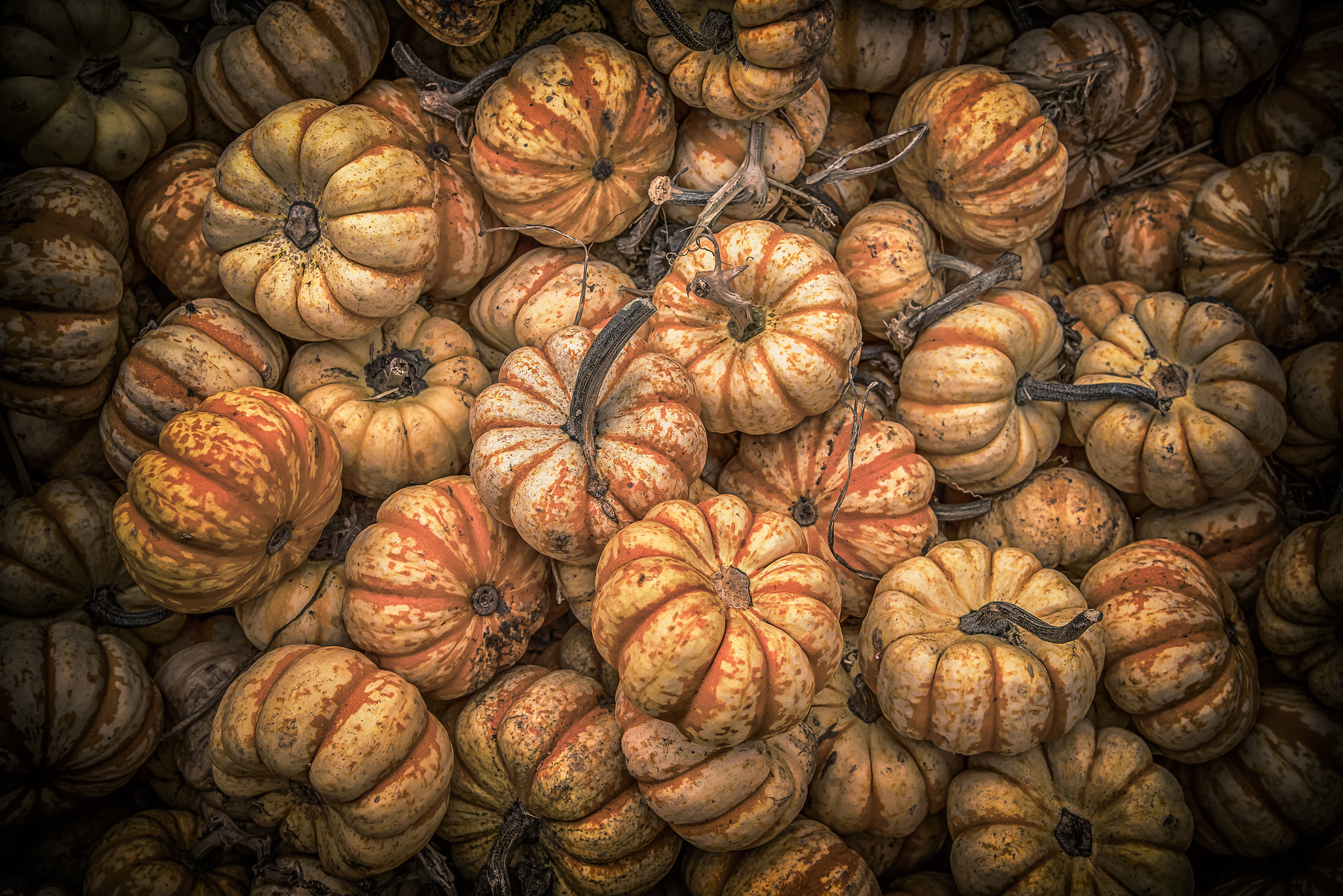 Pentax K-1 sample photo. Pumpkin harvest photography