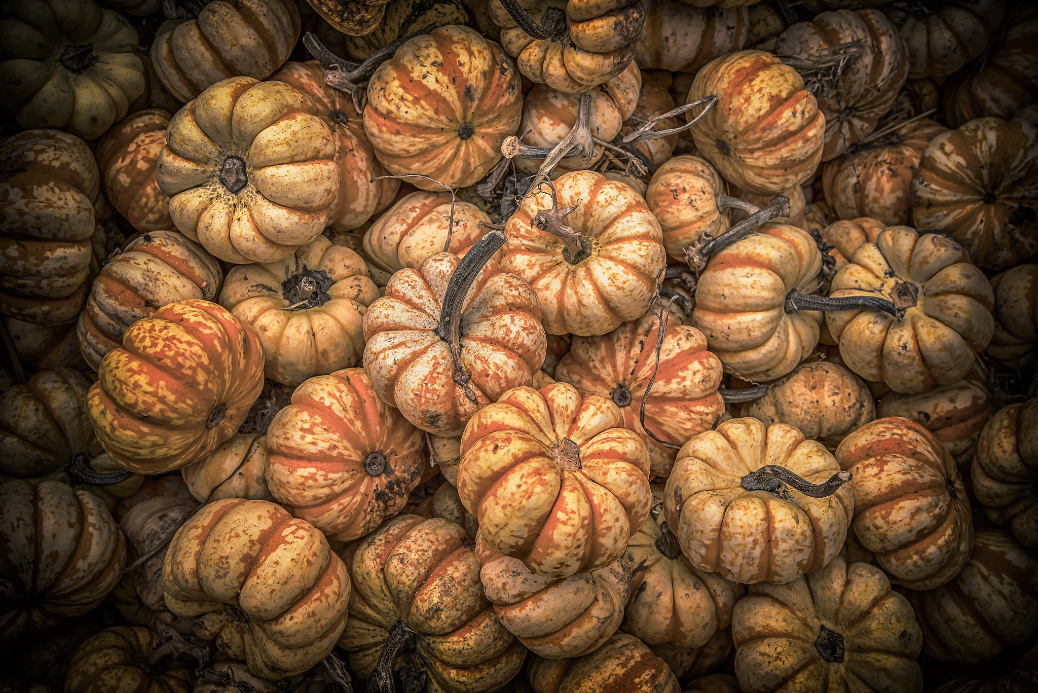Tamron AF 28-75mm F2.8 XR Di LD Aspherical (IF) sample photo. Pumpkin harvest photography