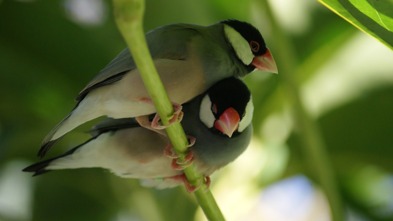 Sony Alpha DSLR-A300 + Sony DT 55-200mm F4-5.6 SAM sample photo. Lovable couple.. photography