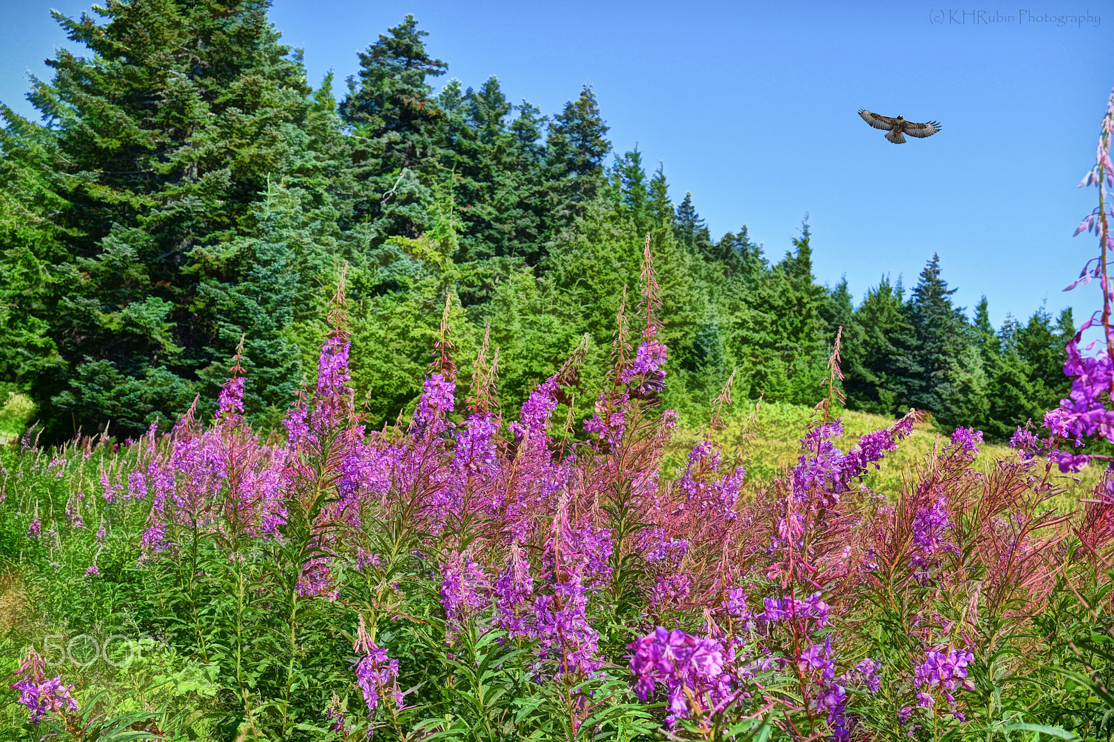 Nikon D5500 + Sigma 105mm F2.8 EX DG Macro sample photo. Summer meadow photography