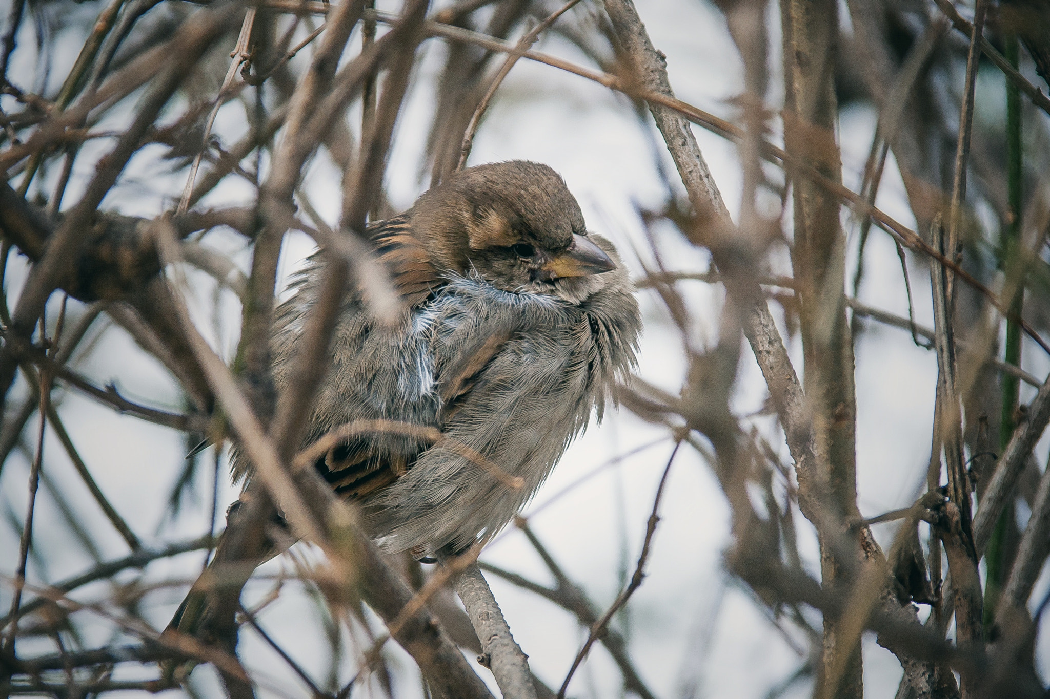 Sigma 18-125mm F3.8-5.6 DC OS HSM sample photo. "cold day"  photography