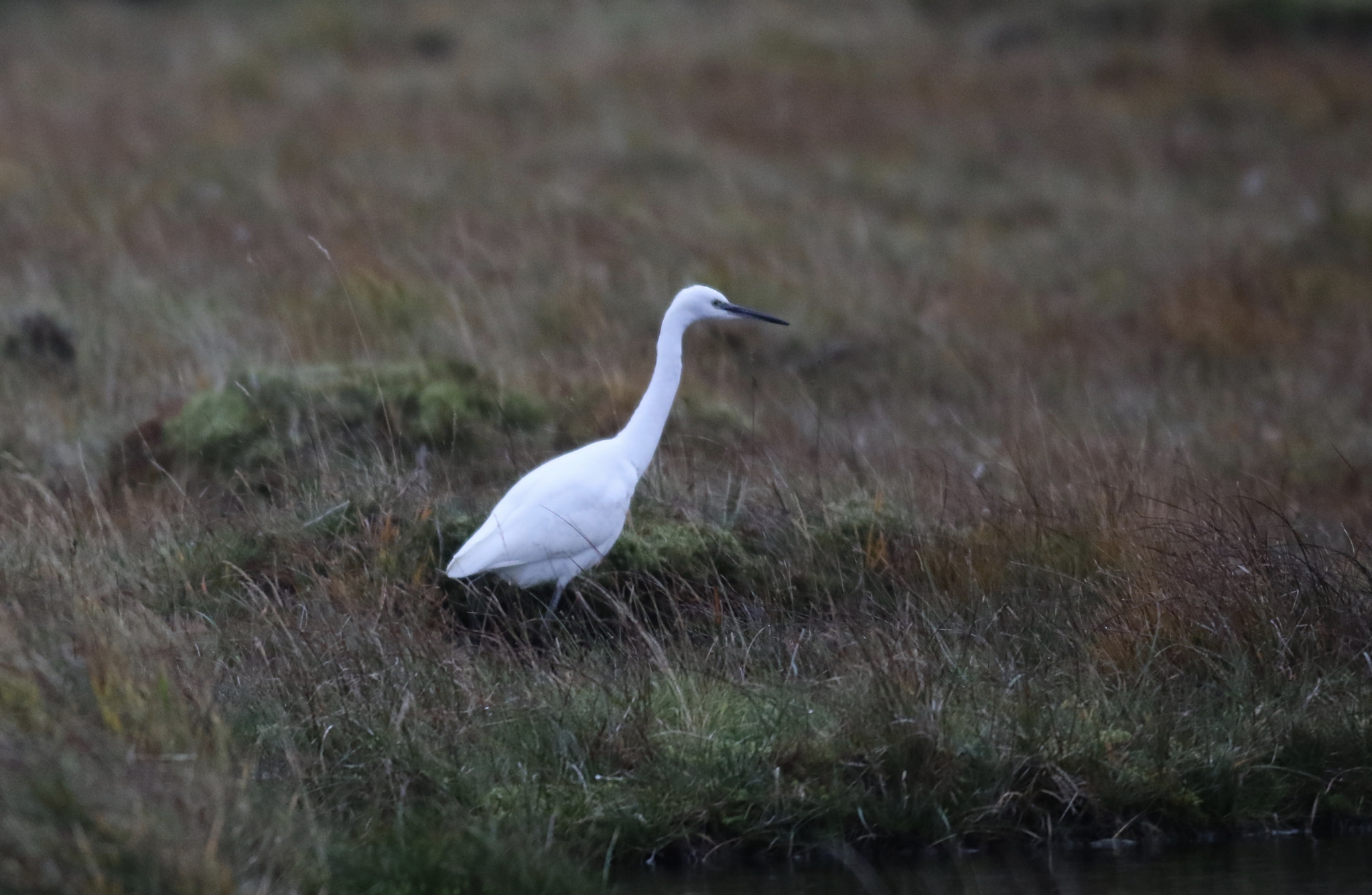 Canon EOS 7D Mark II + Canon EF 500mm f/4.5L sample photo