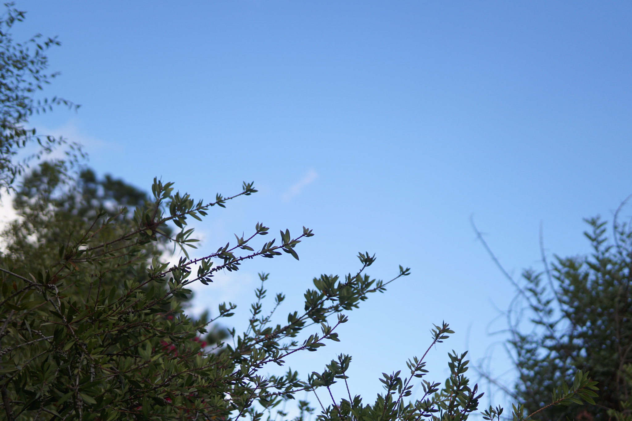 Sony a6000 + Sigma 30mm F1.4 DC DN | C sample photo. Reaching to the sky photography