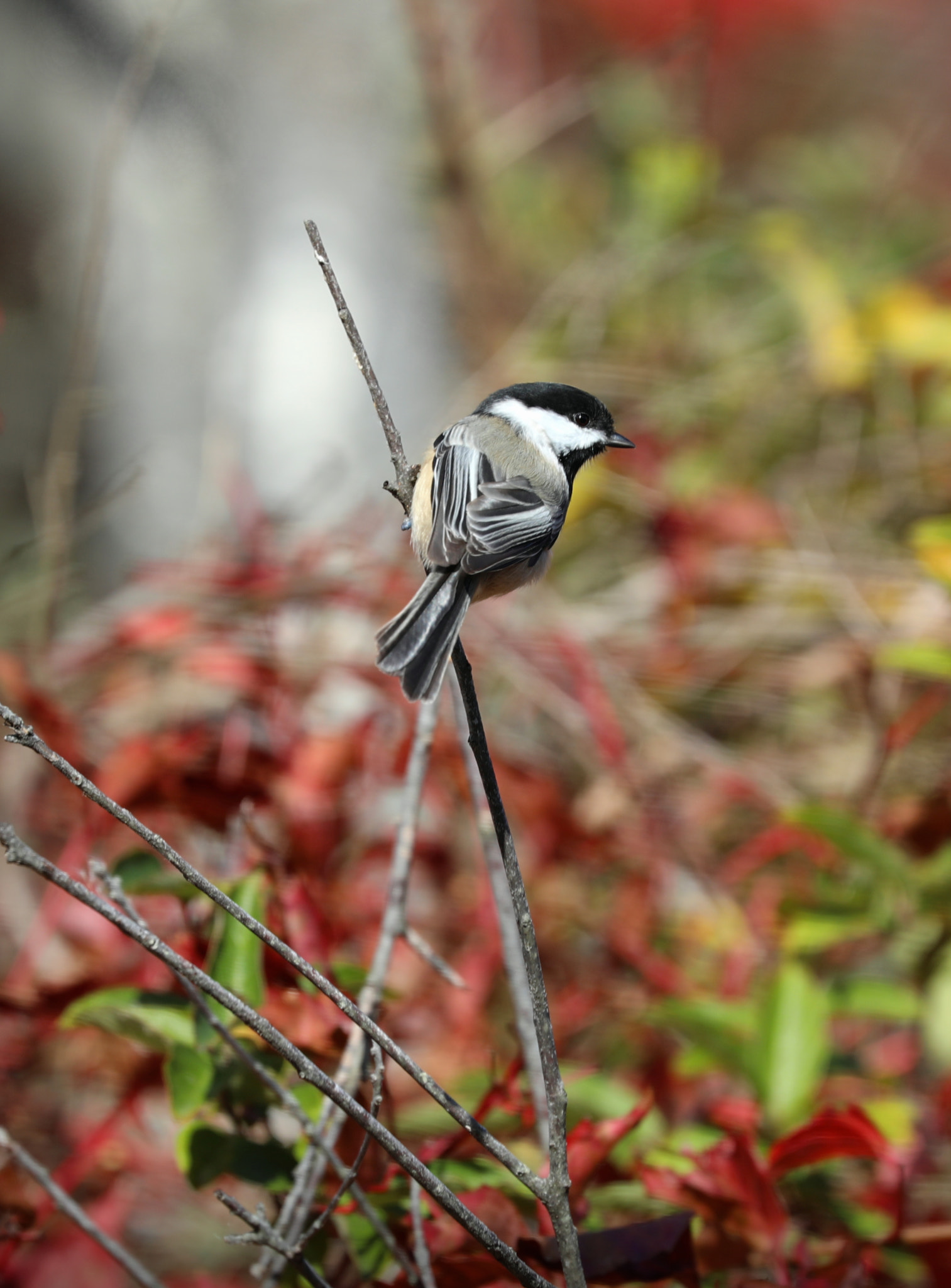 Canon EOS 5D Mark IV + Canon EF 100-400mm F4.5-5.6L IS II USM sample photo. The bird photography