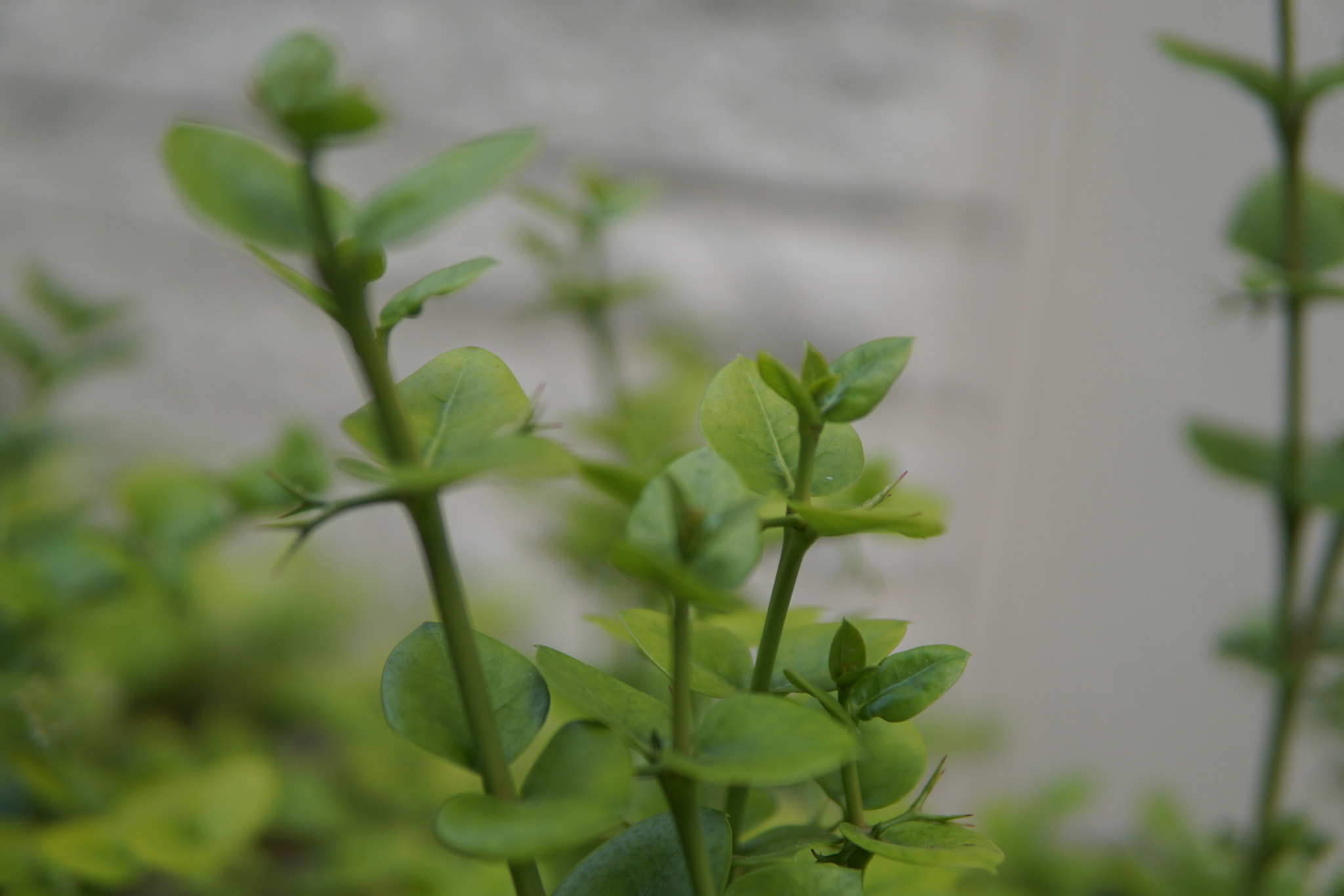 Sony a6000 + Sigma 30mm F1.4 DC DN | C sample photo. Green is photography