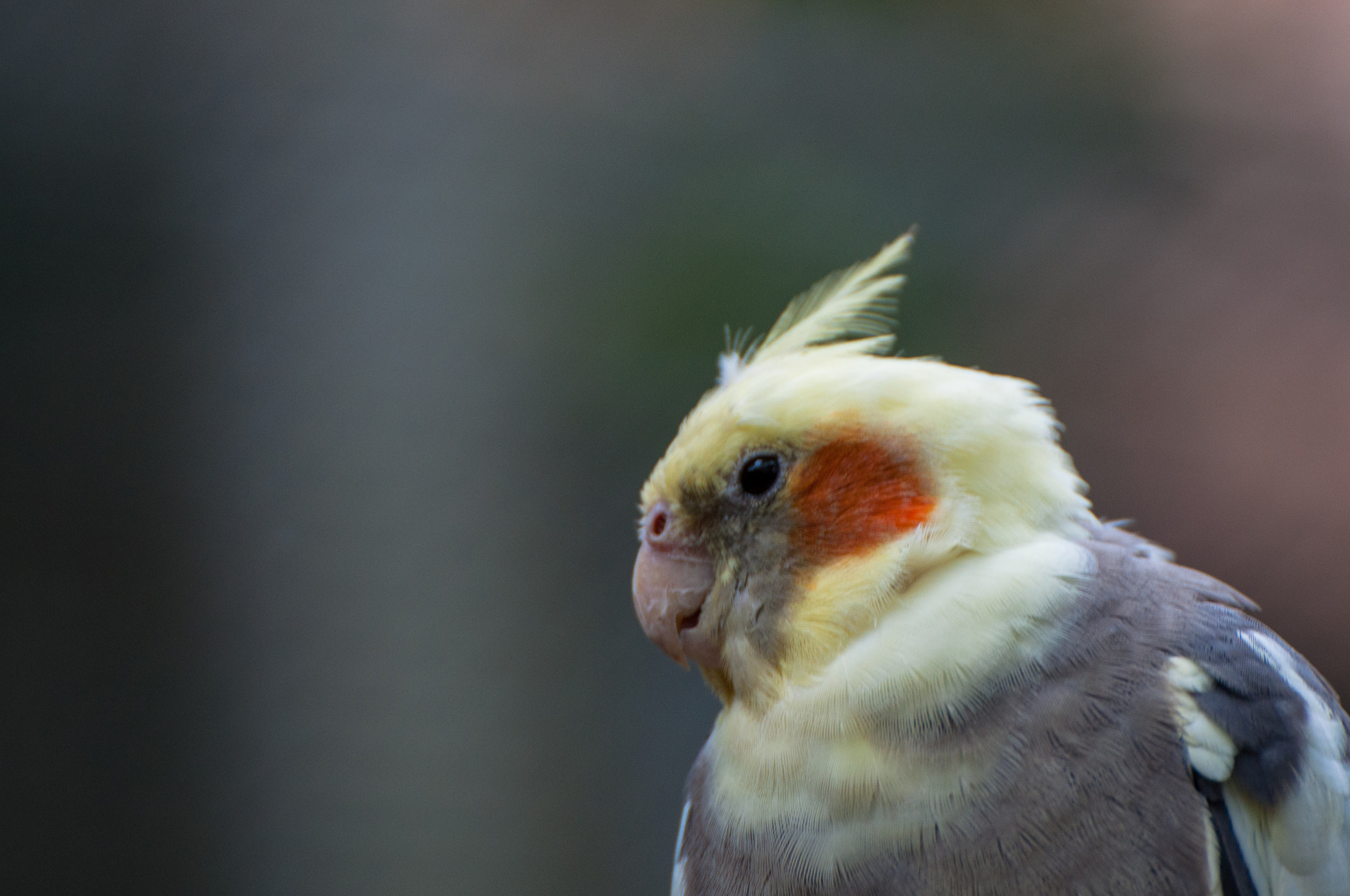 Nikon D5000 sample photo. Parot photography