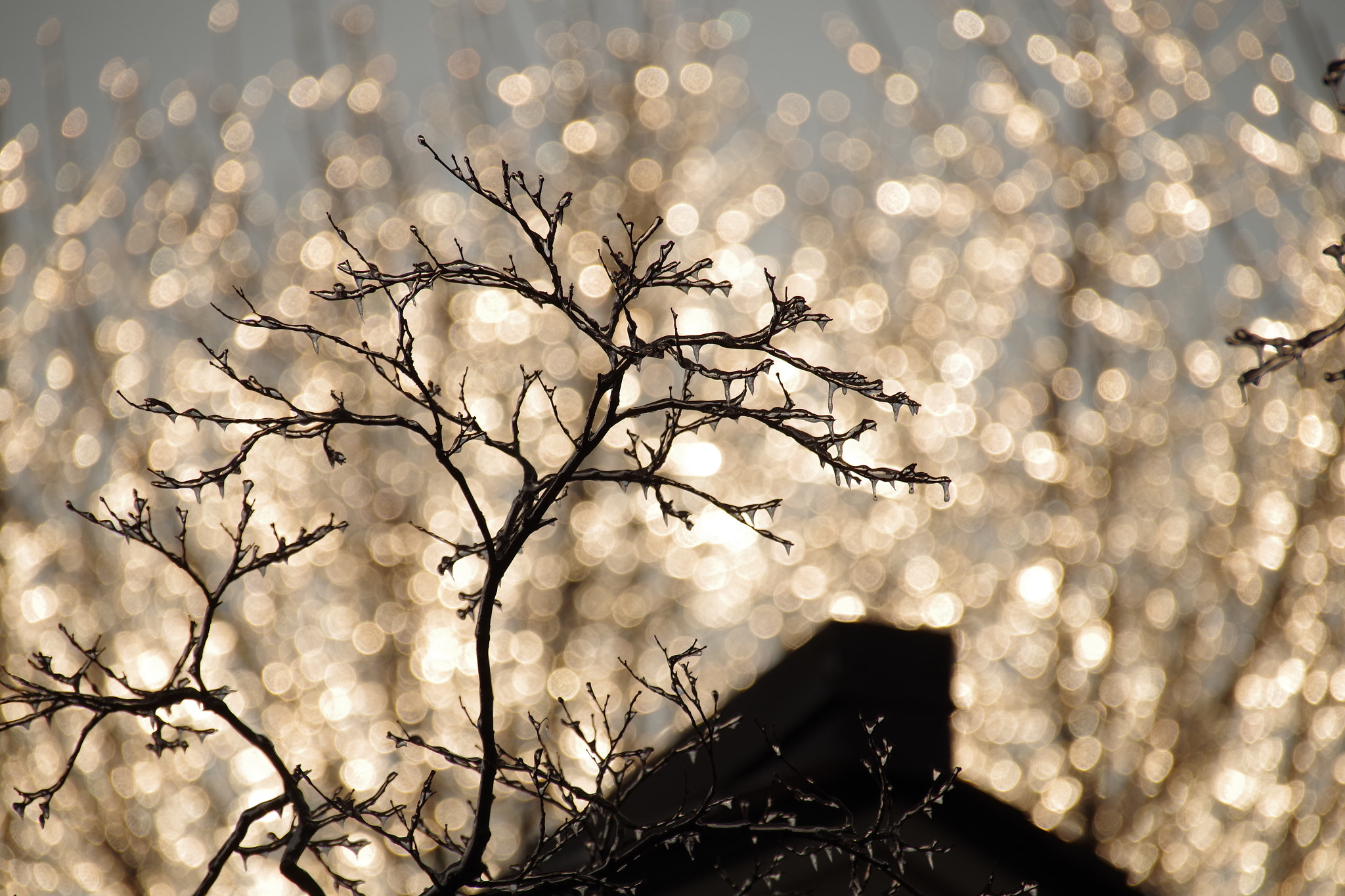 Sigma 18-300mm F3.5-6.3 DC Macro HSM sample photo. Ice branch photography