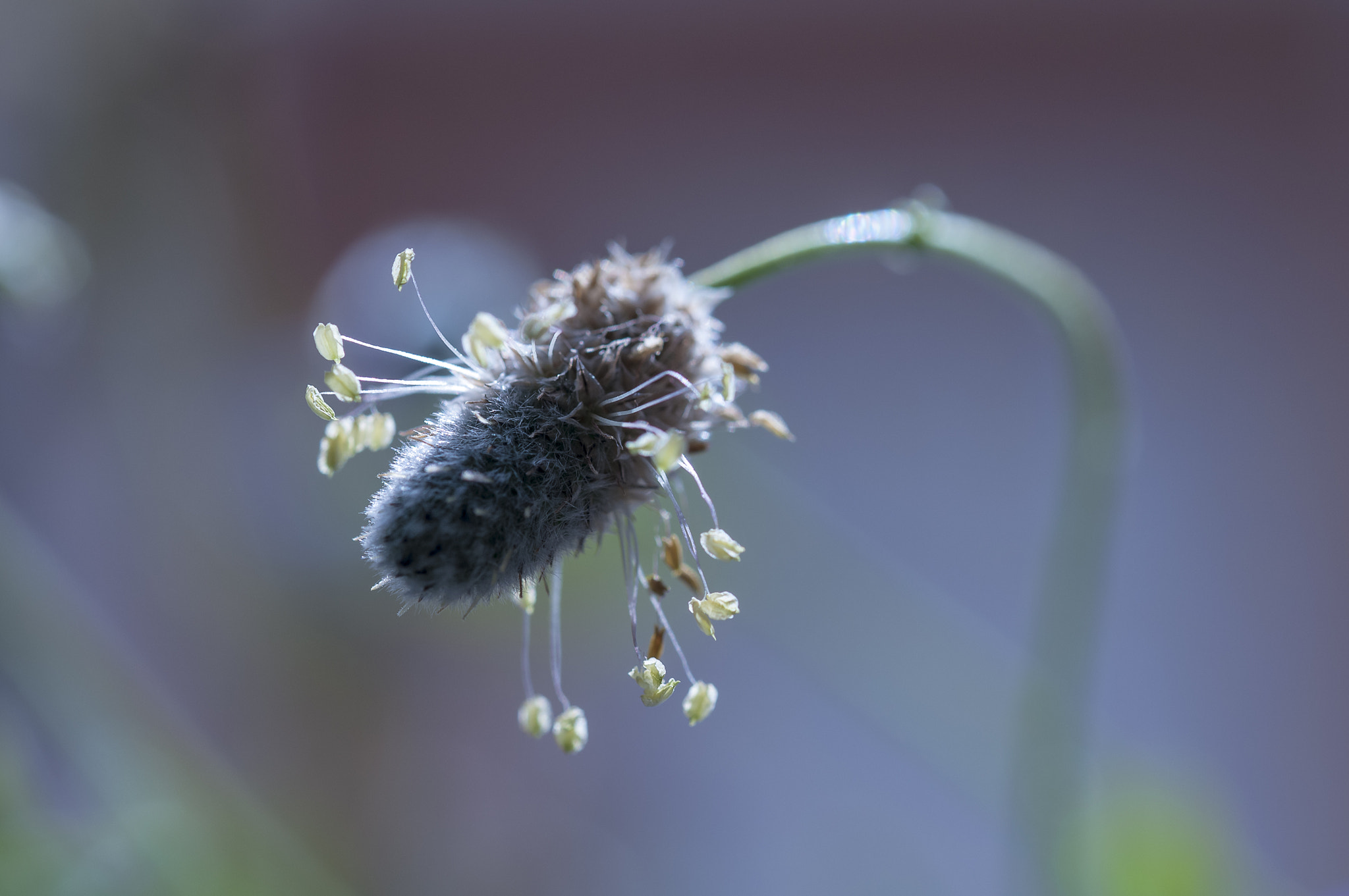 Sigma 105mm F2.8 EX DG OS HSM sample photo. Av001 photography