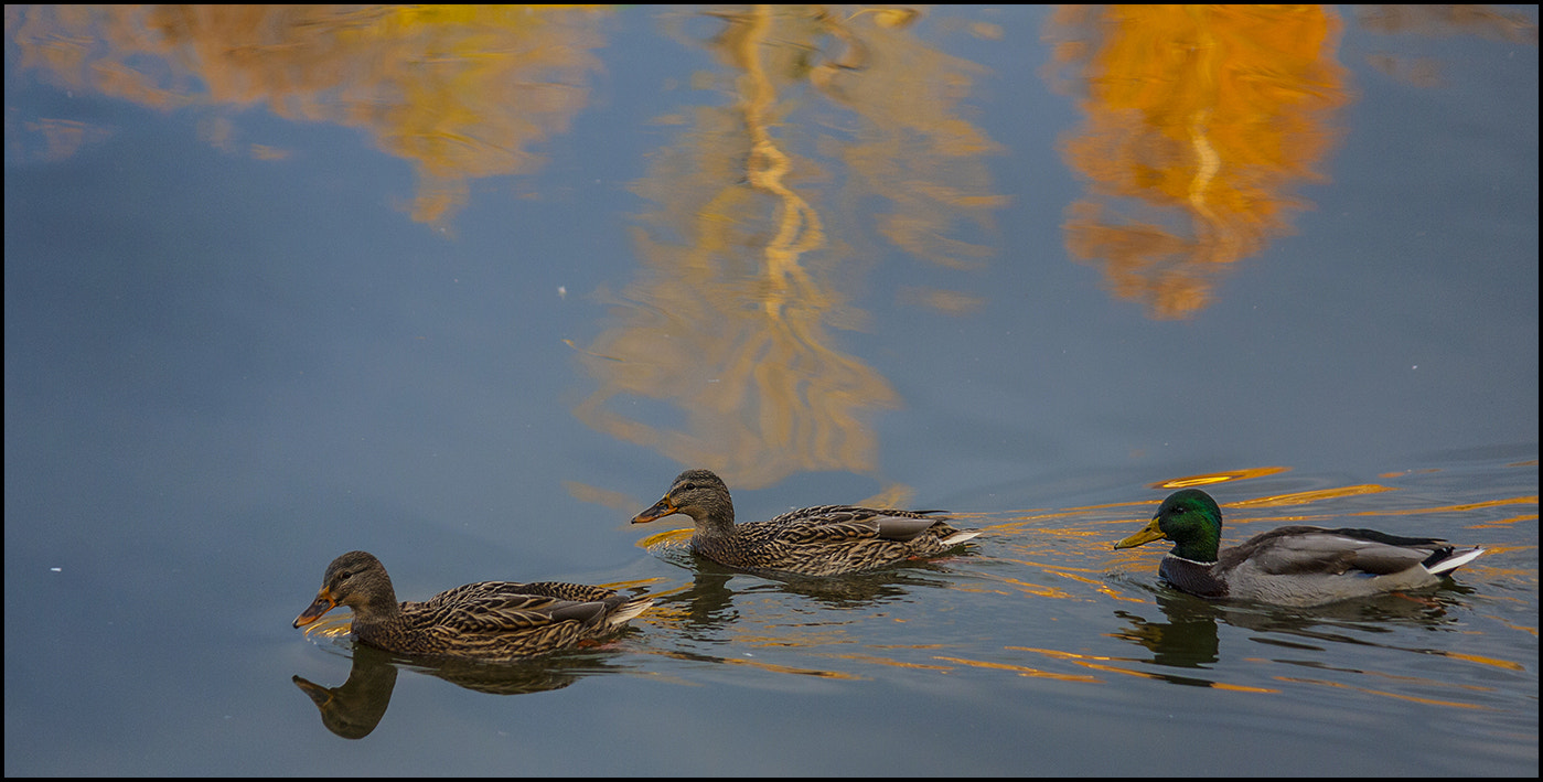 Canon EF-S 55-250mm F4-5.6 IS sample photo. ..... photography