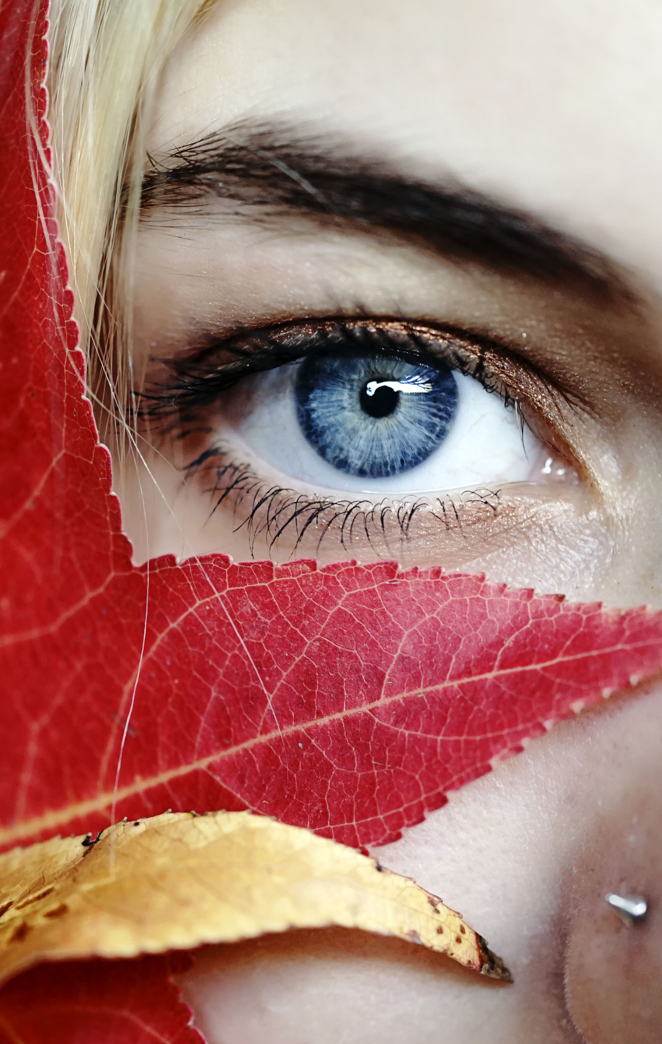 Sony a7 II + Sony 50mm F2.8 Macro sample photo. Blue eye photography