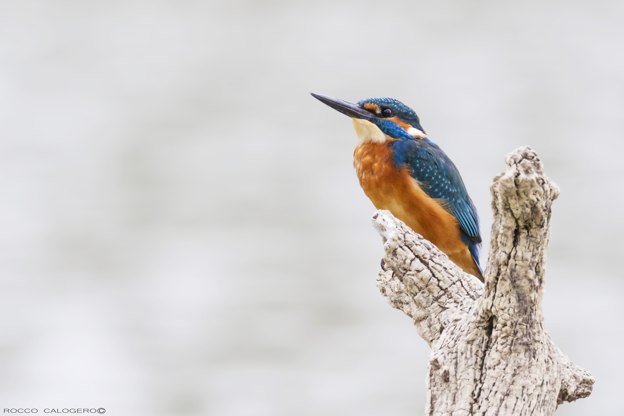 150-600mm F5-6.3 DG OS HSM | Sports 014 sample photo. King fisher photography