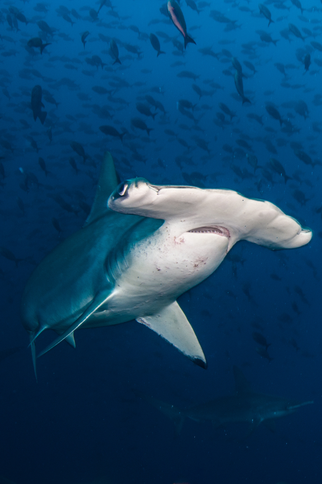 Nikon D700 + Nikon AF Fisheye-Nikkor 16mm F2.8D sample photo. Hammerhead at darwin in galapagos photography