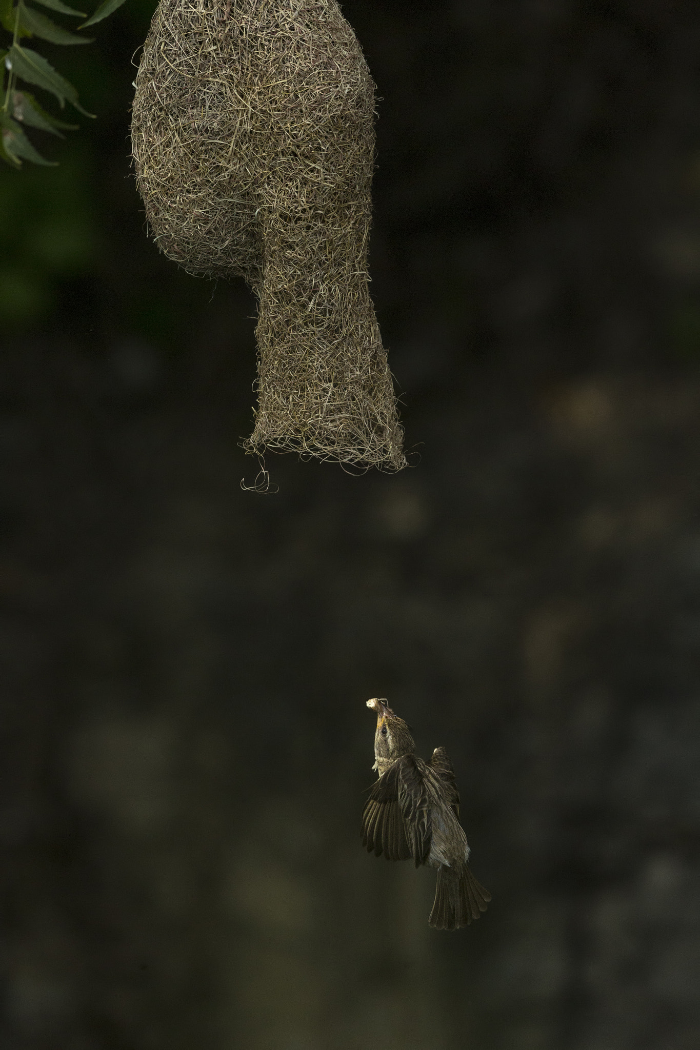 Canon EF 500mm F4L IS II USM sample photo. Baya weaver photography