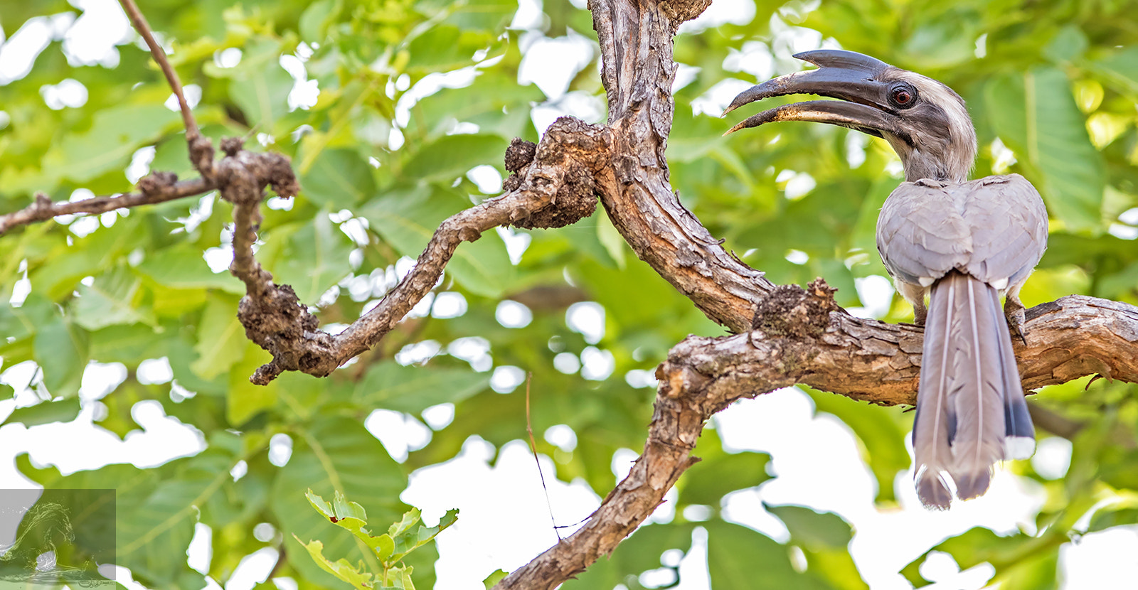 Canon EF 300mm F2.8L IS USM sample photo. Bandhavgarh 042 photography