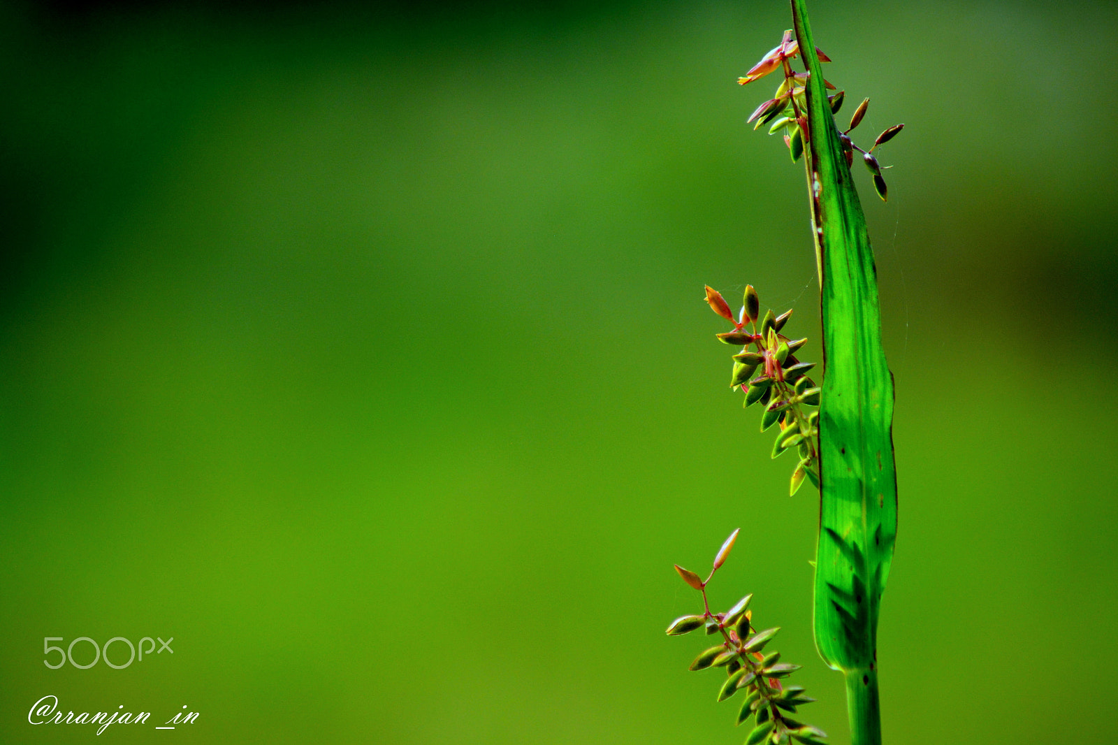 Nikon AF Nikkor 70-300mm F4-5.6G sample photo. Simple photography